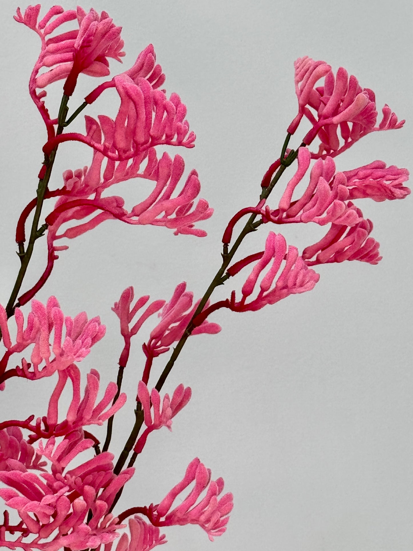 Kangeroo Paw- Pink