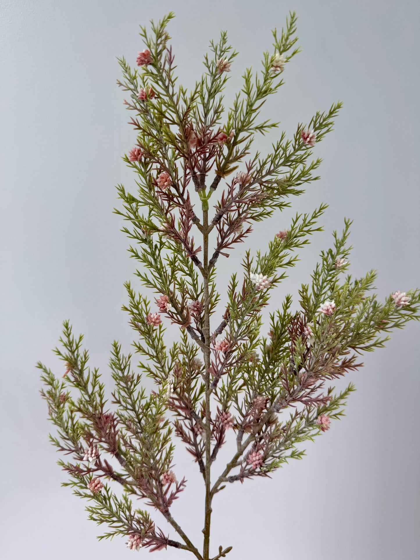 Pine seed spray