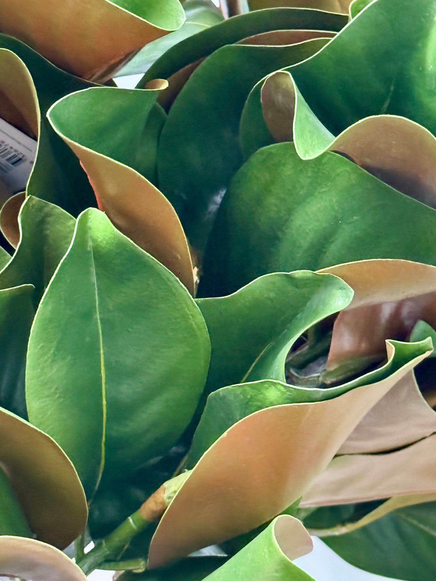 Real Touch Magnolia Leaf Spray