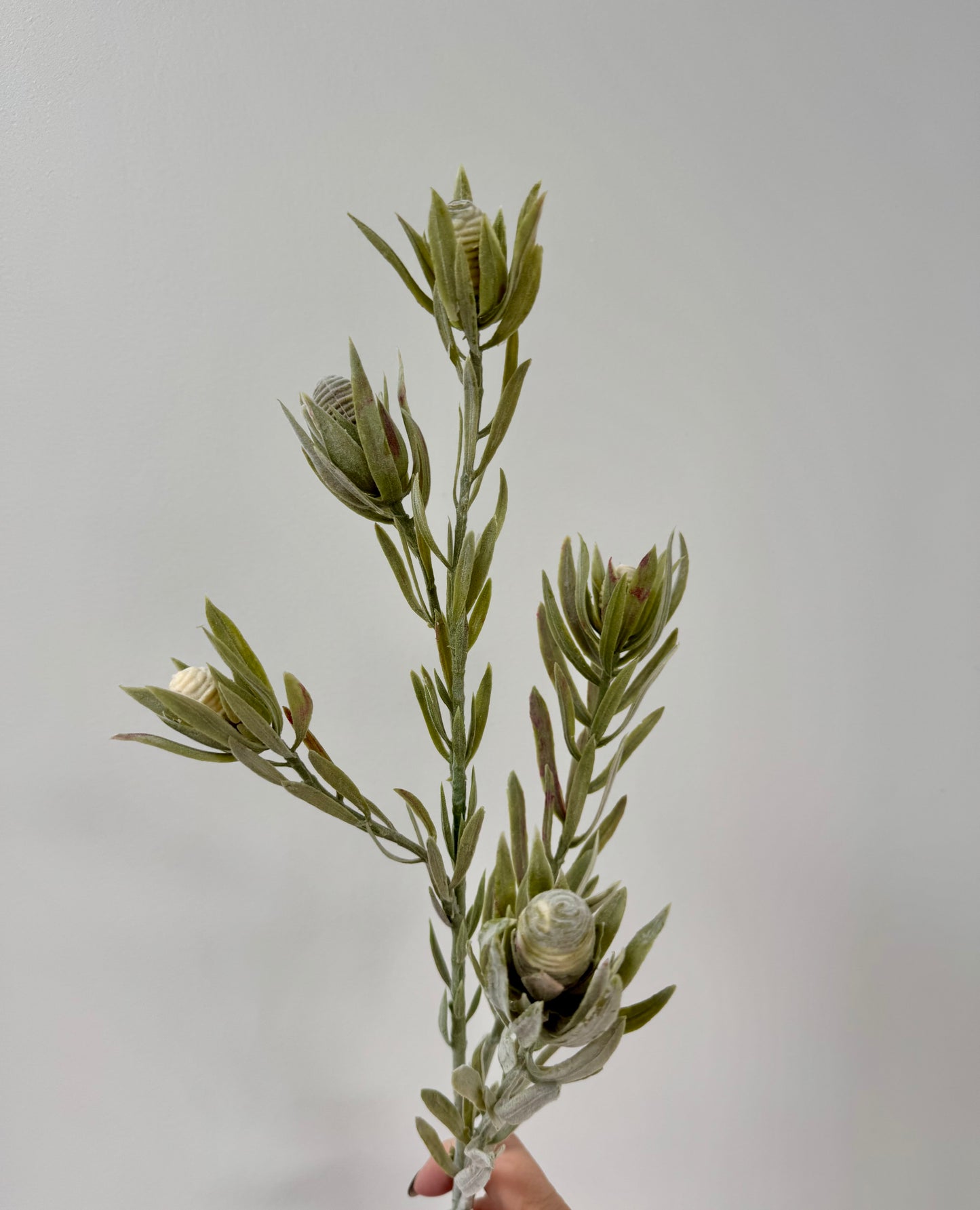 Leucadendron nut spray