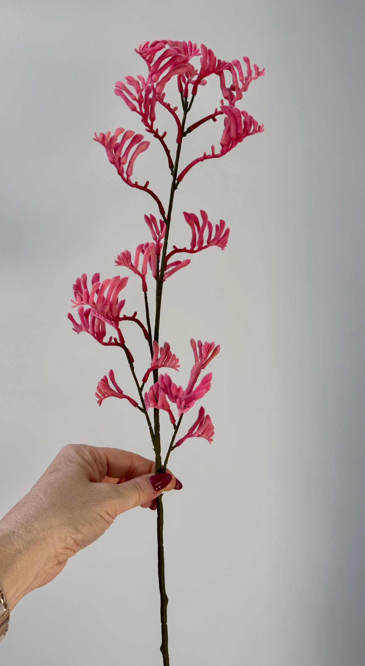 Kangeroo Paw- Pink