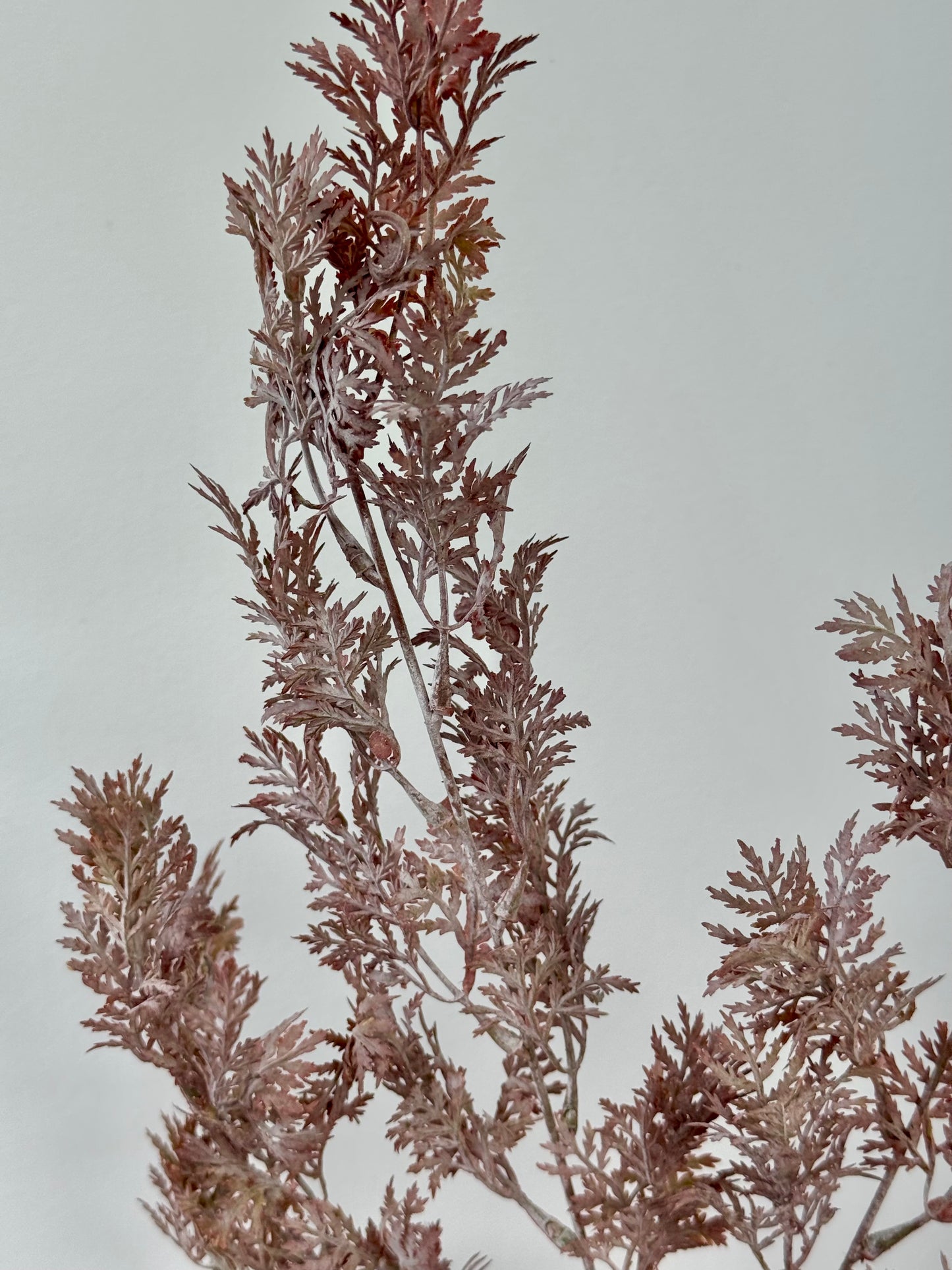 Thread grass-Burgundy/Green