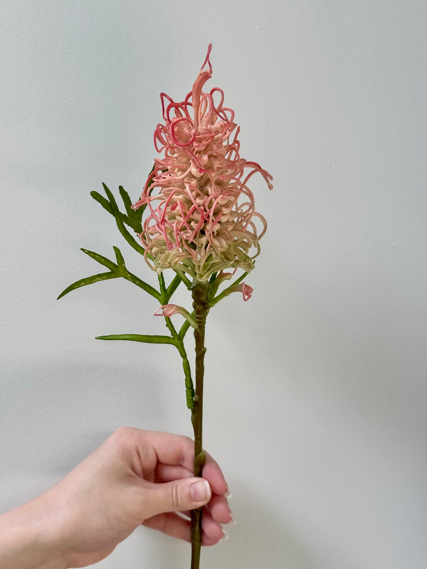 Grevillea- Pink and Green.