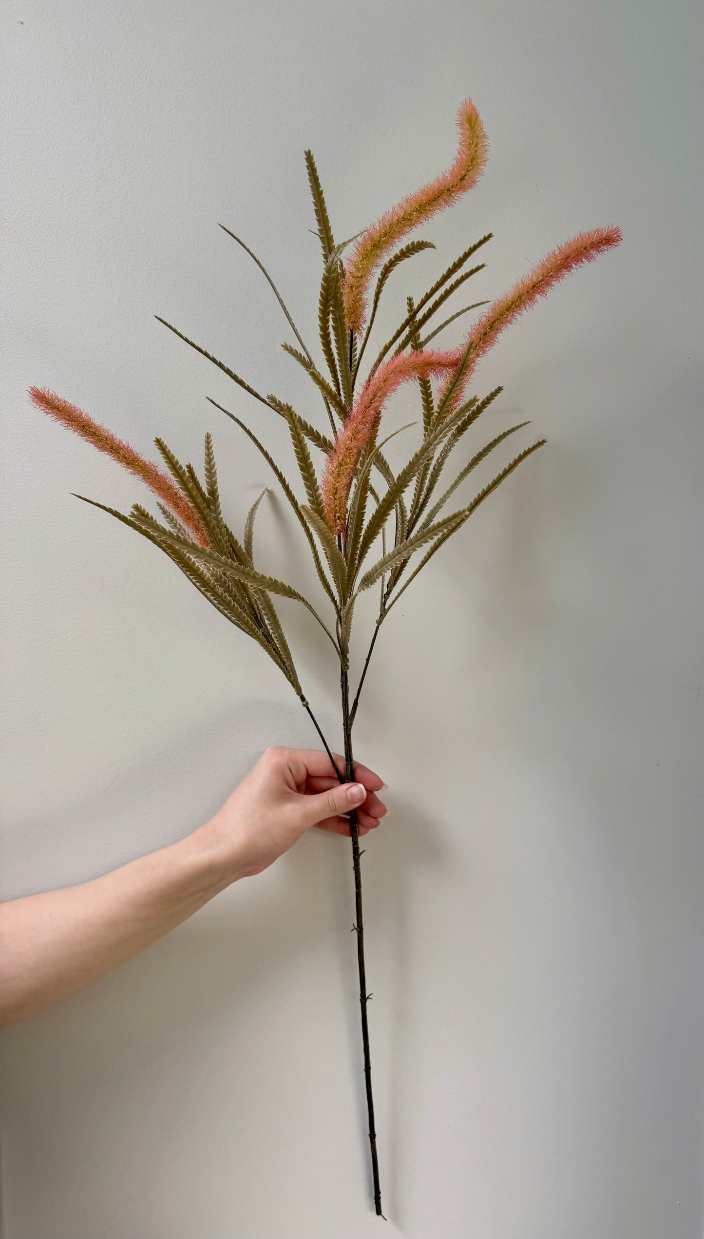 Wolf Tail Grass- Pink