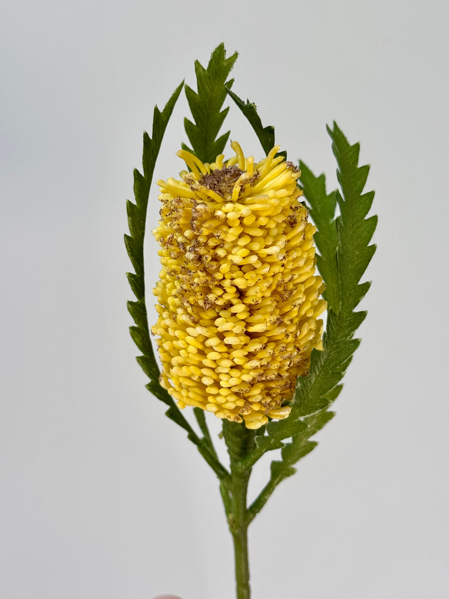 Pencil Banksia-Yellow