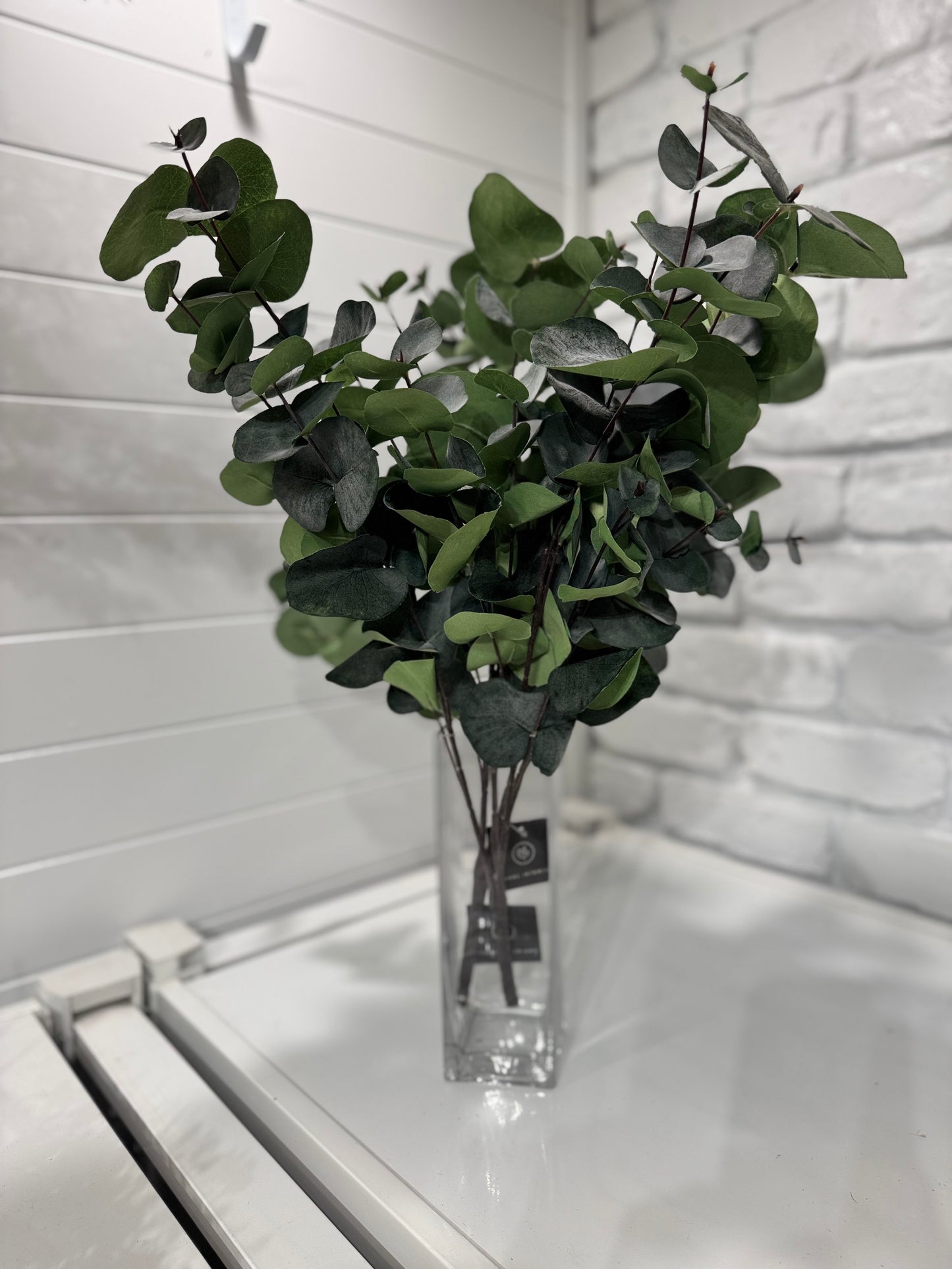 Silver Dollar bush-Green