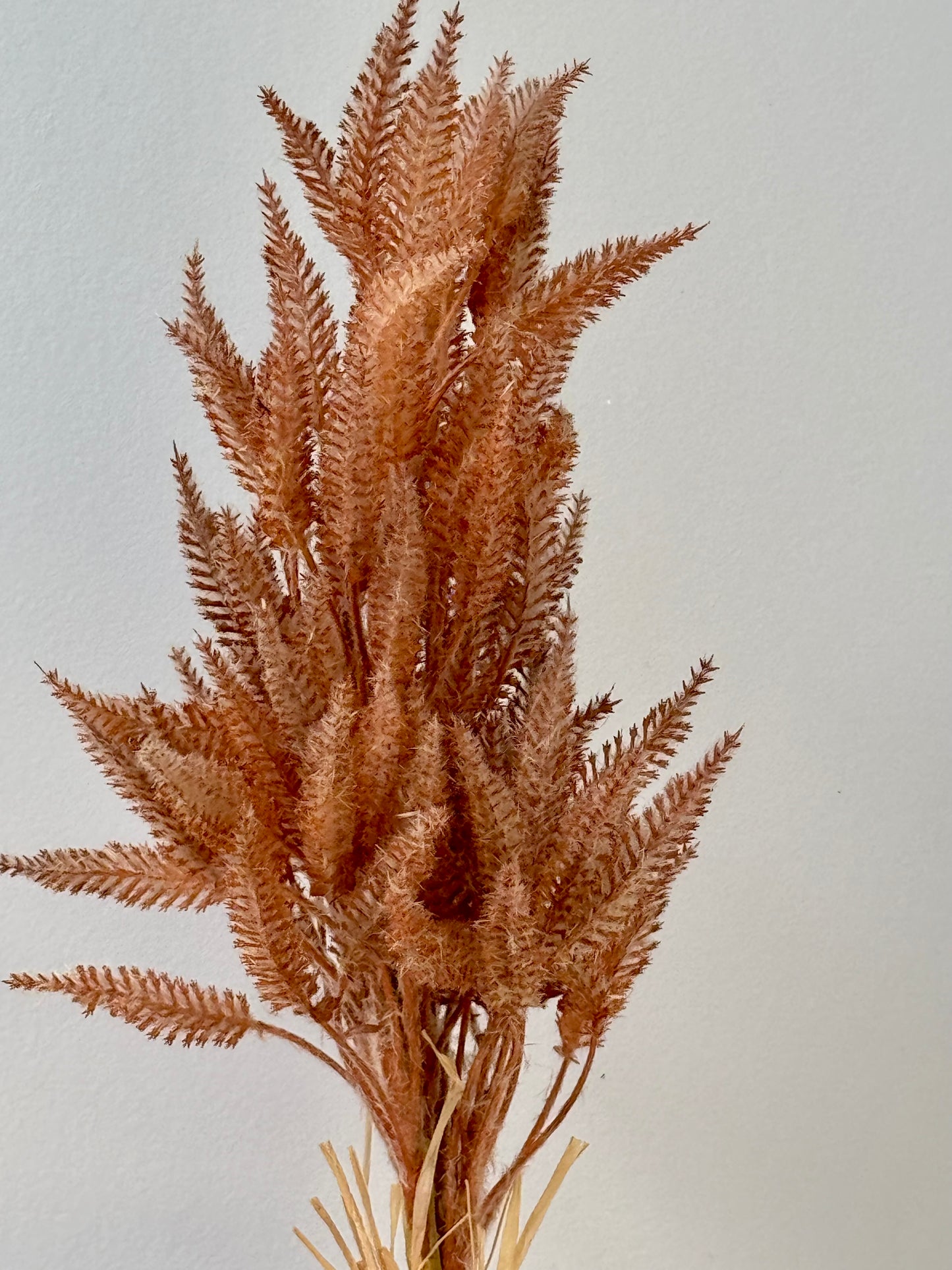Sorghum- Toffee