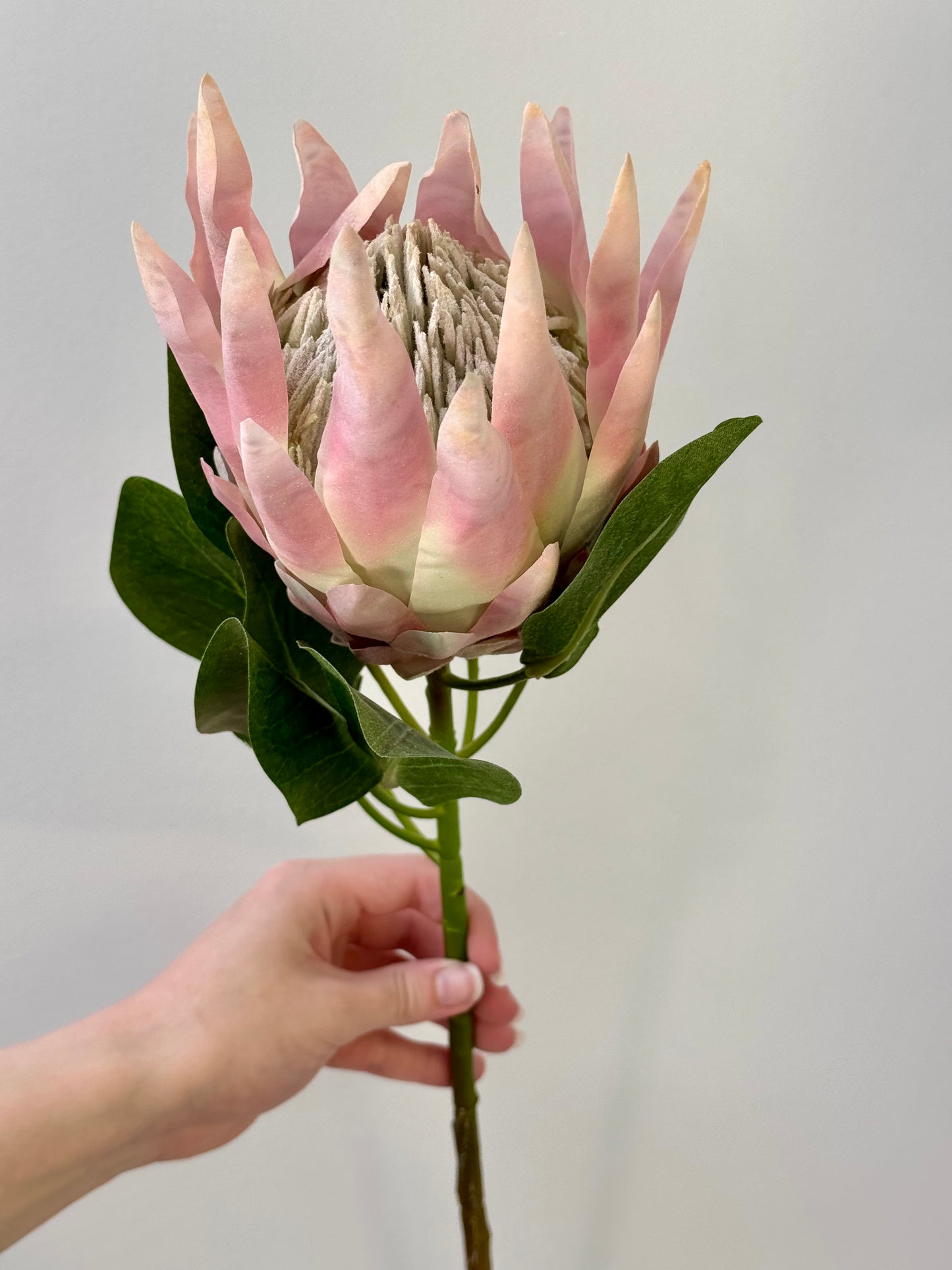 King Protea-Light Pink