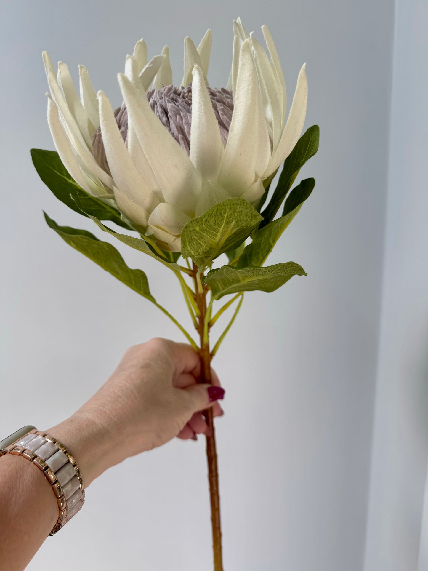 King Protea-Cream