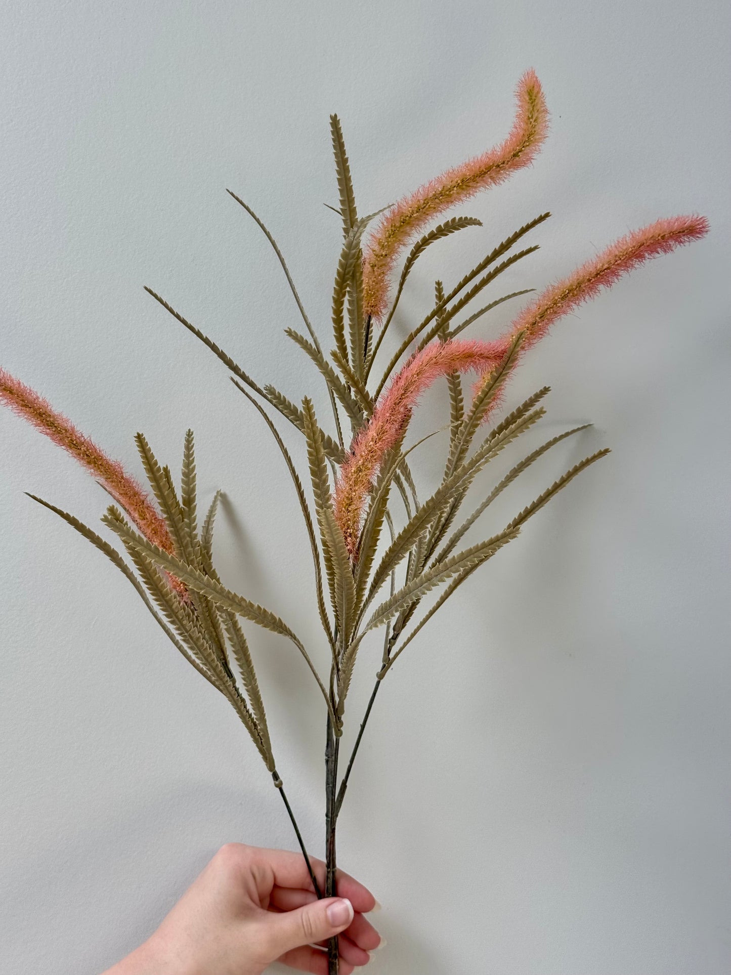 Wolf Tail Grass- Pink