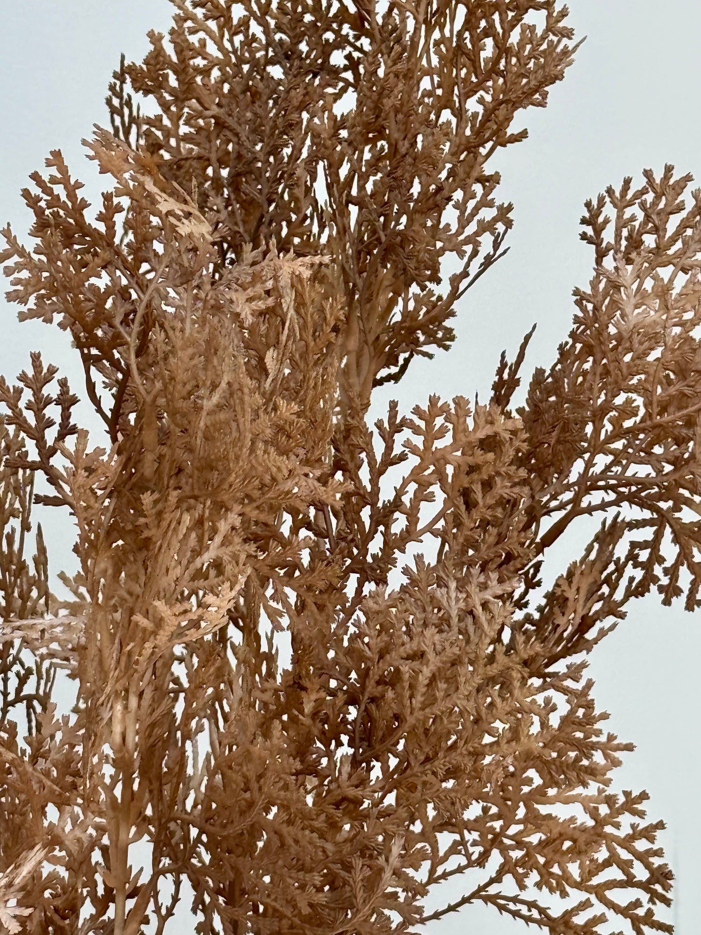 Coral Fern spray- Brown