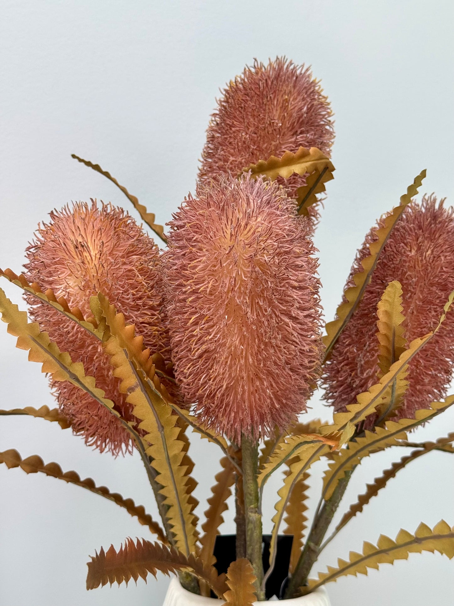 Banksia Serrata- Dusty Pink.