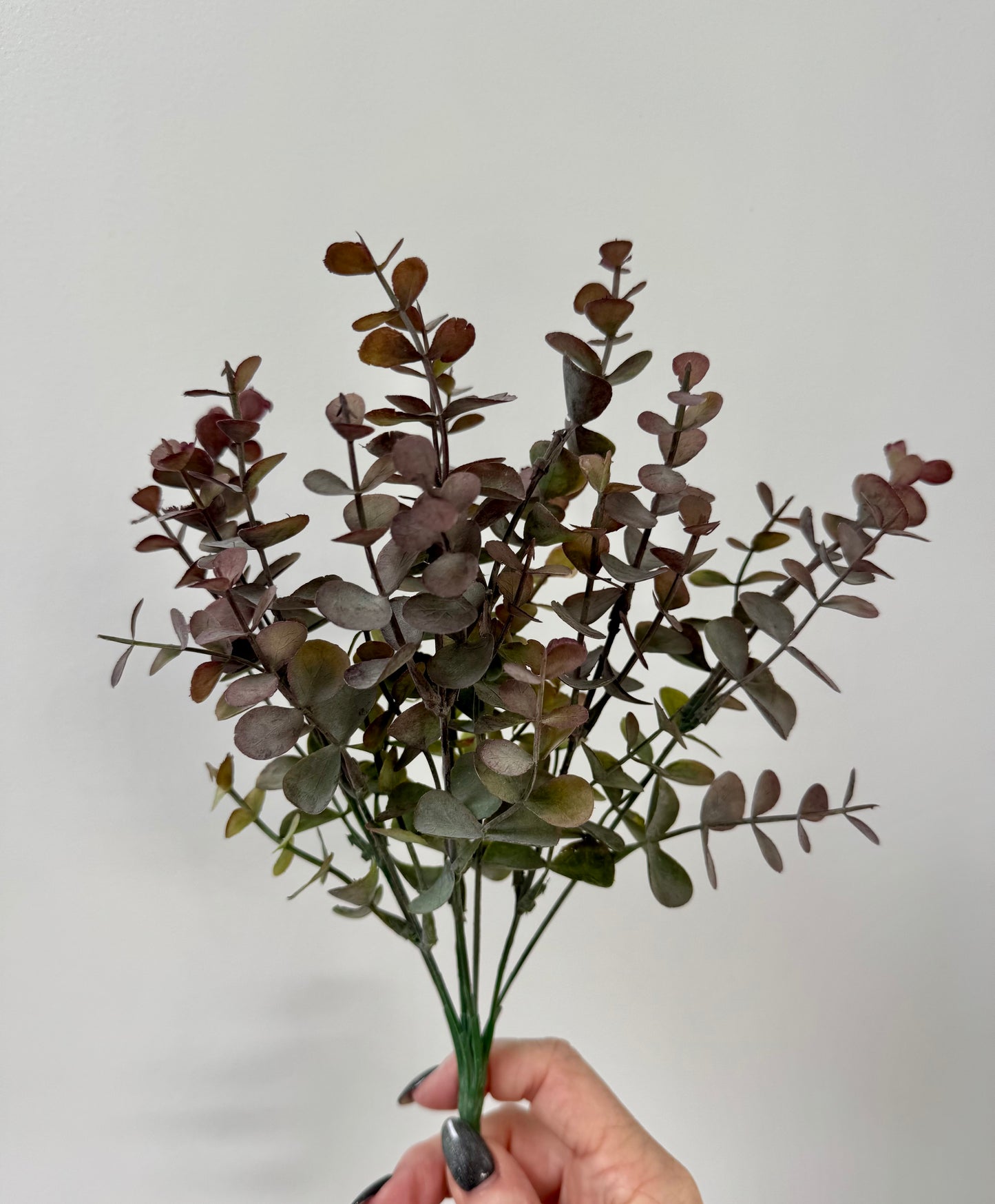 Eucalypt bunch-Burgundy green