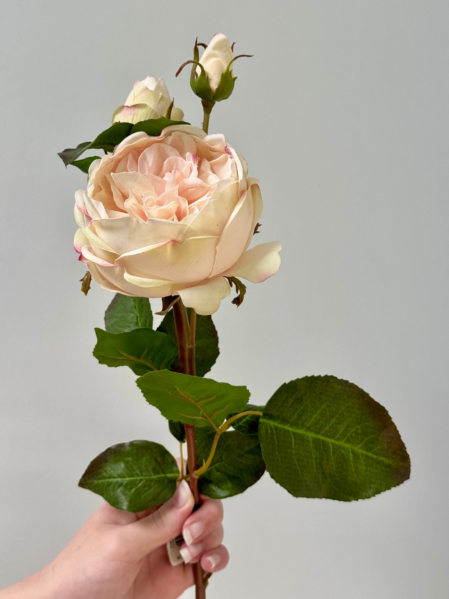 English Rose- Champagne