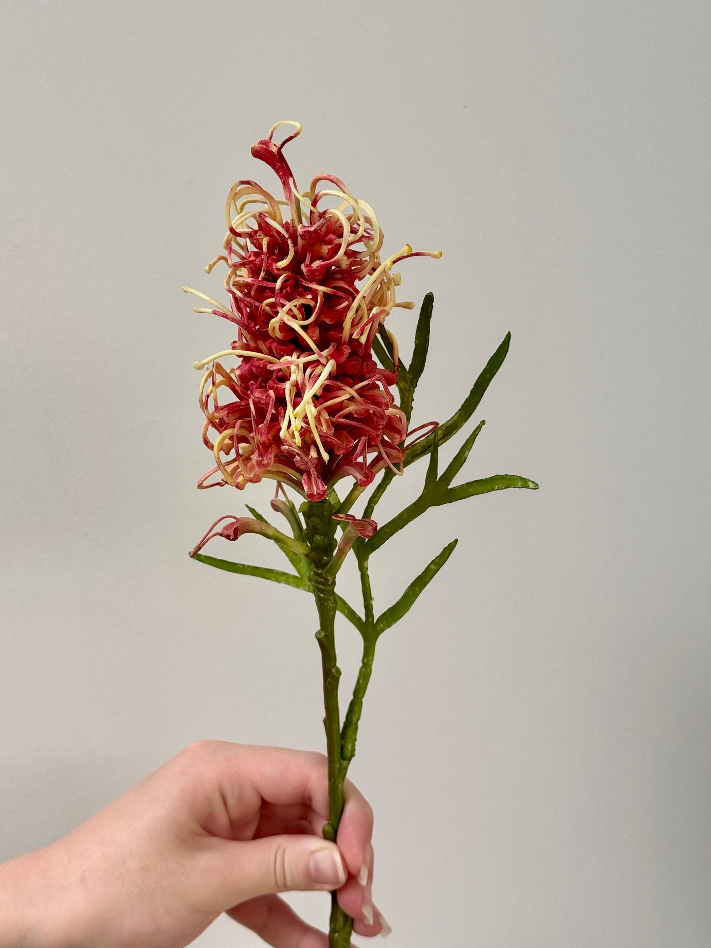 Grevillea-Burgundy/Cream