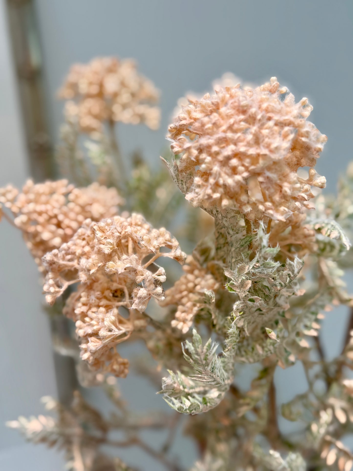 Wild Seed Spray