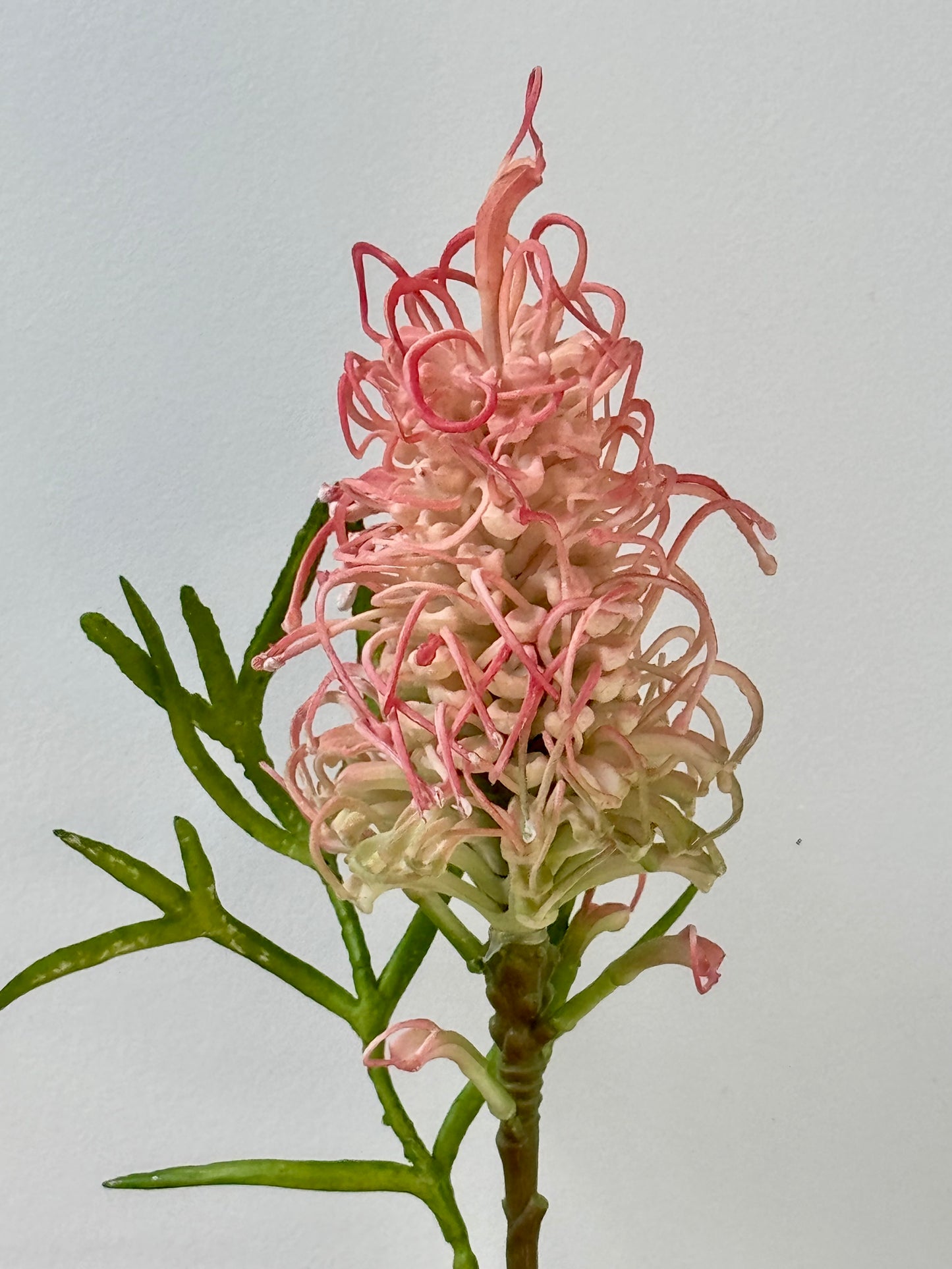 Grevillea- Pink and Green.