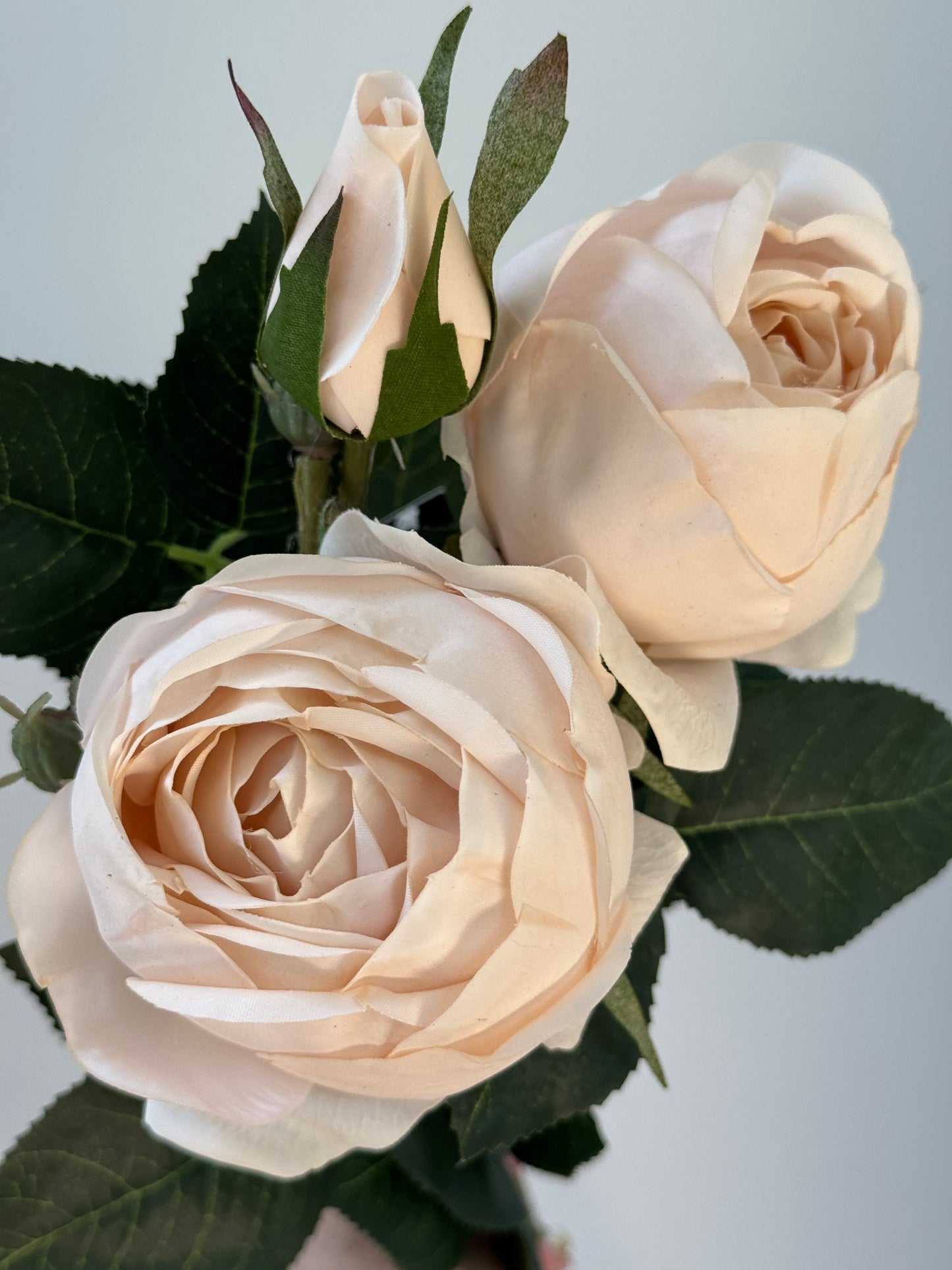Adele Rose Spray-Soft Pink