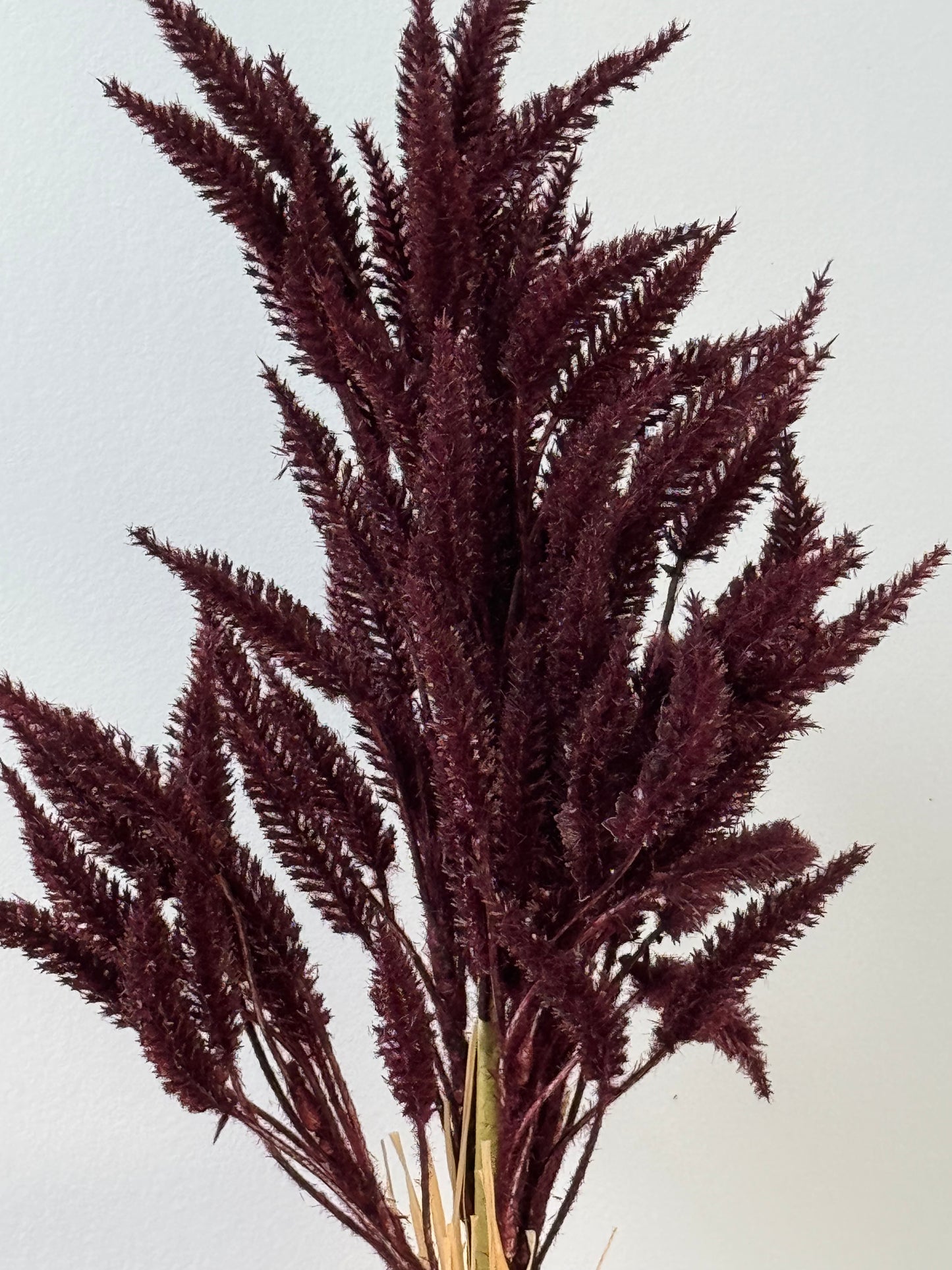 Sorghum- Burgundy