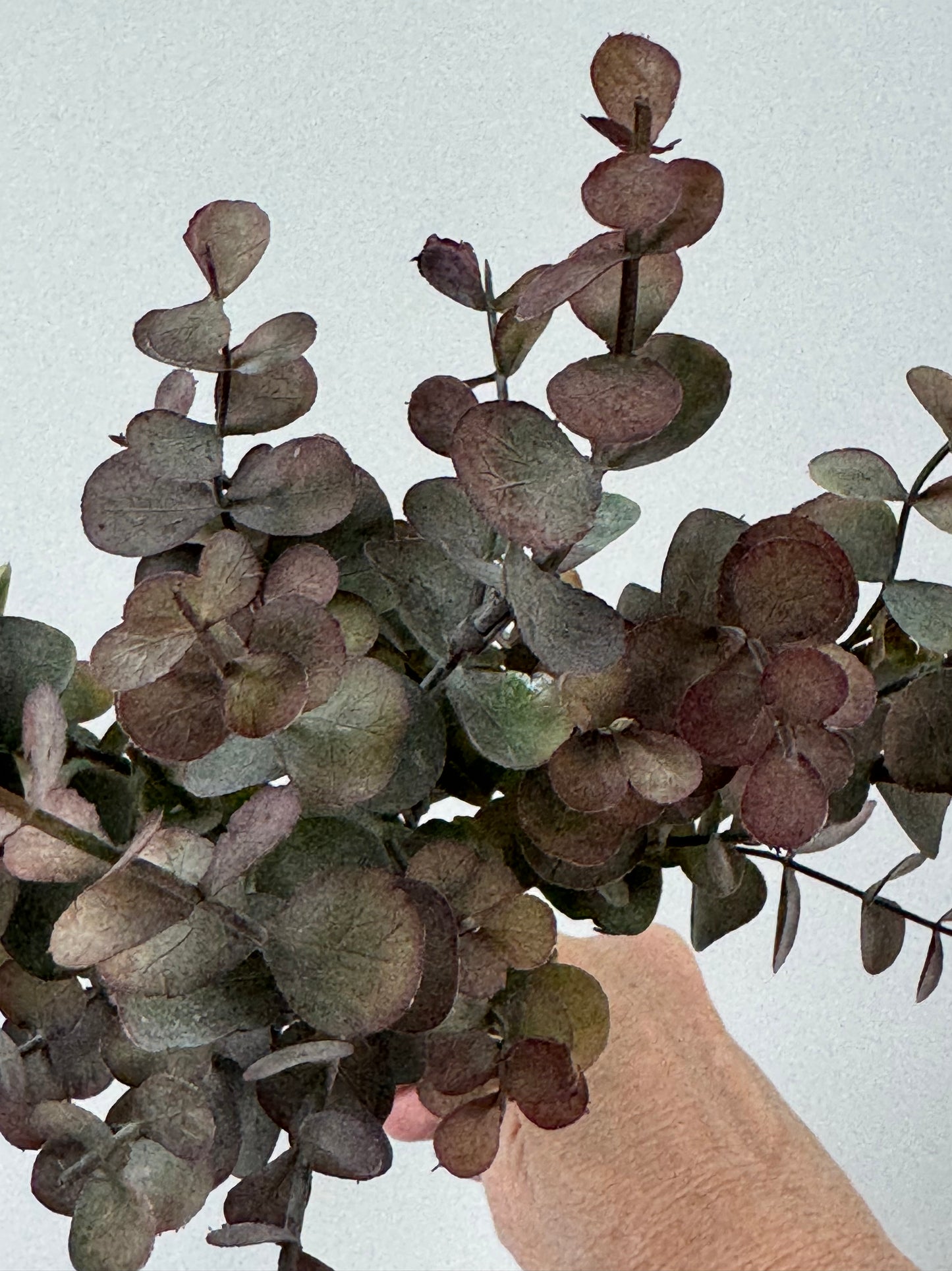 Eucalypt bunch-Burgundy green