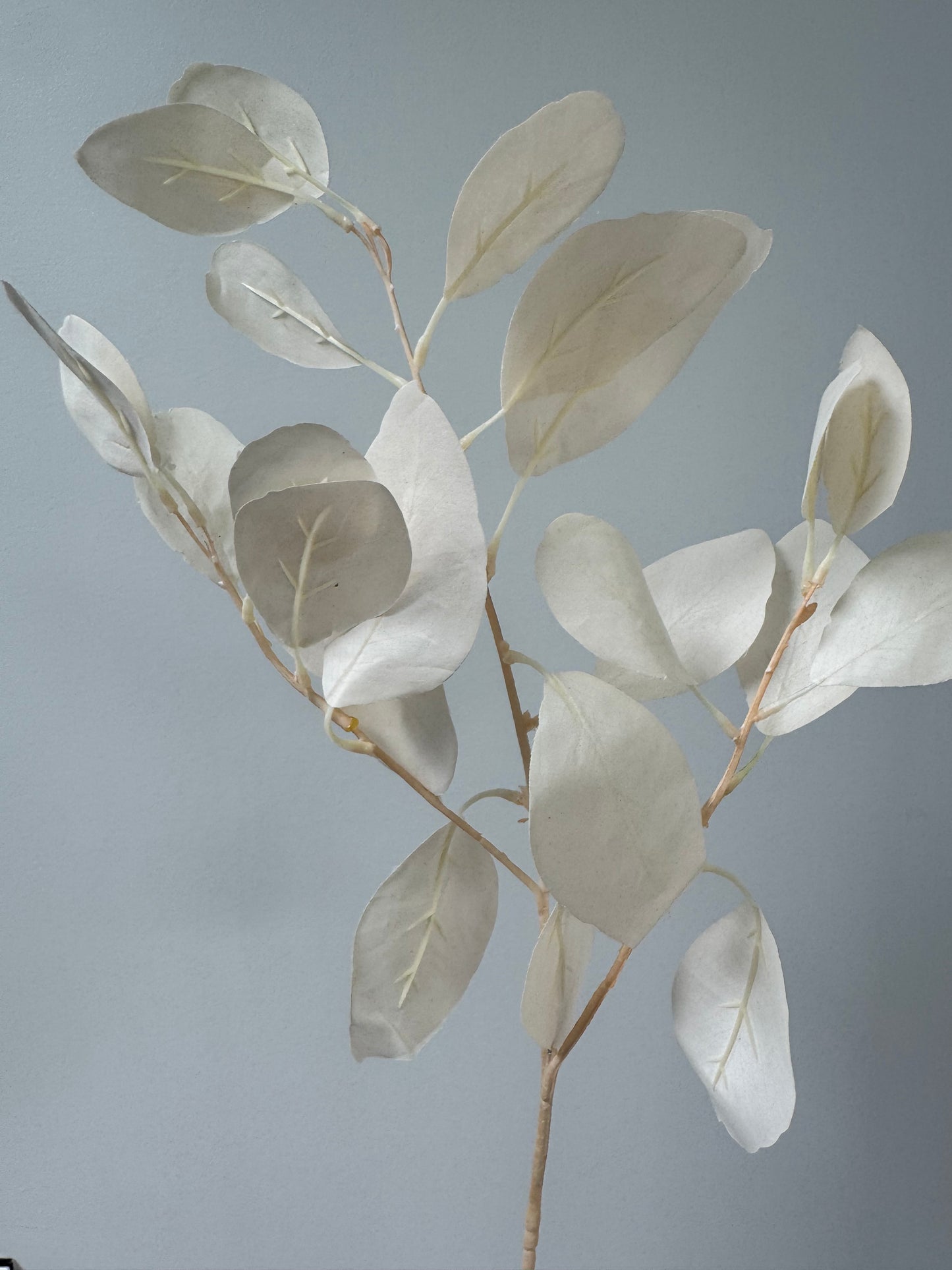 Silver Dollar-White