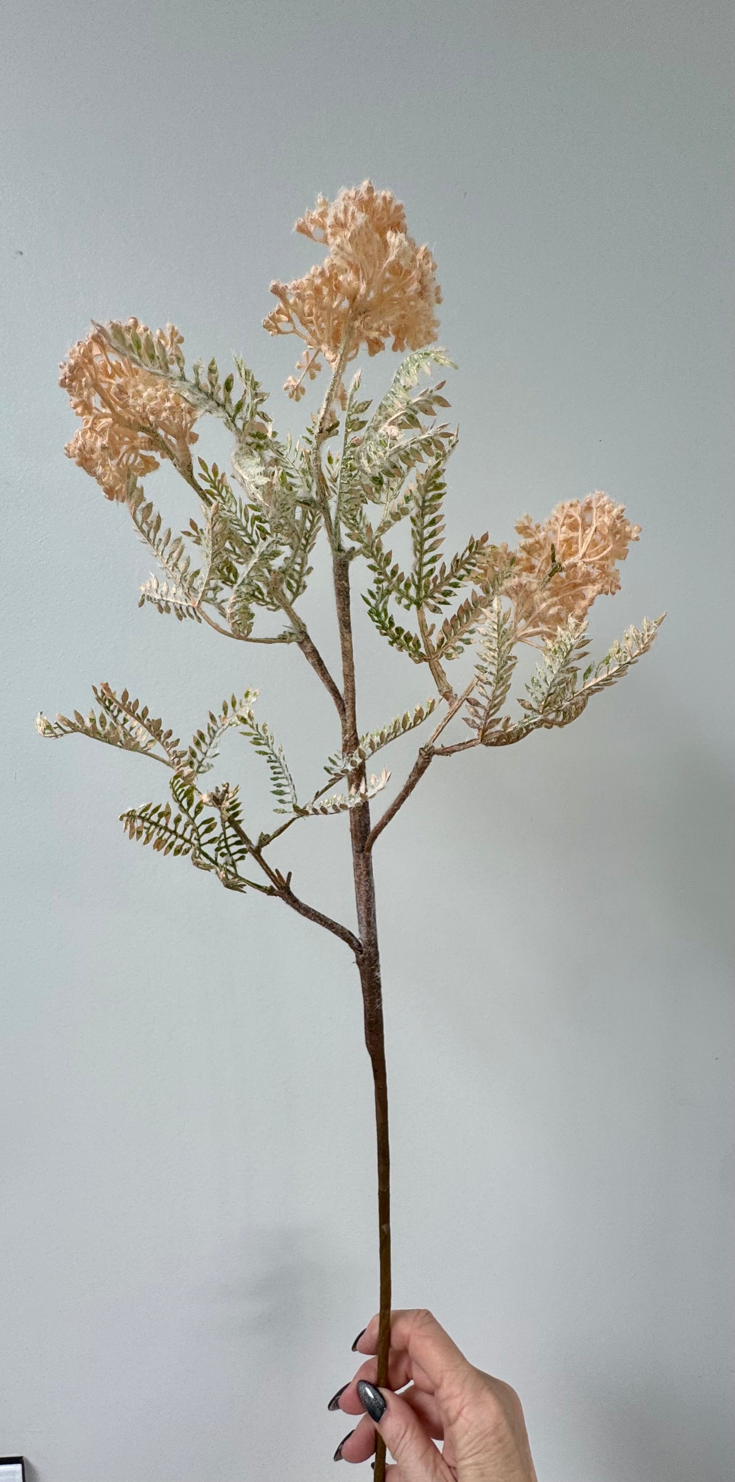 Wild Seed Spray