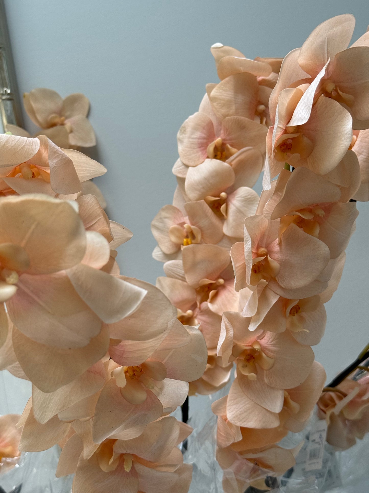 Orchid stem-