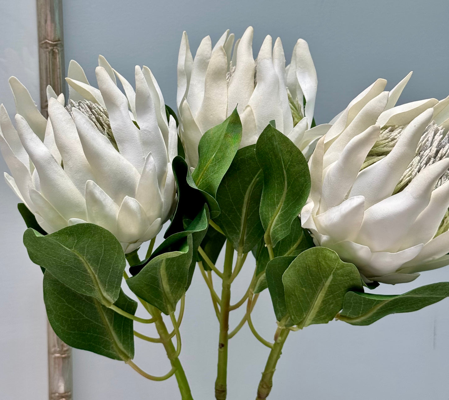 King Protea-White.