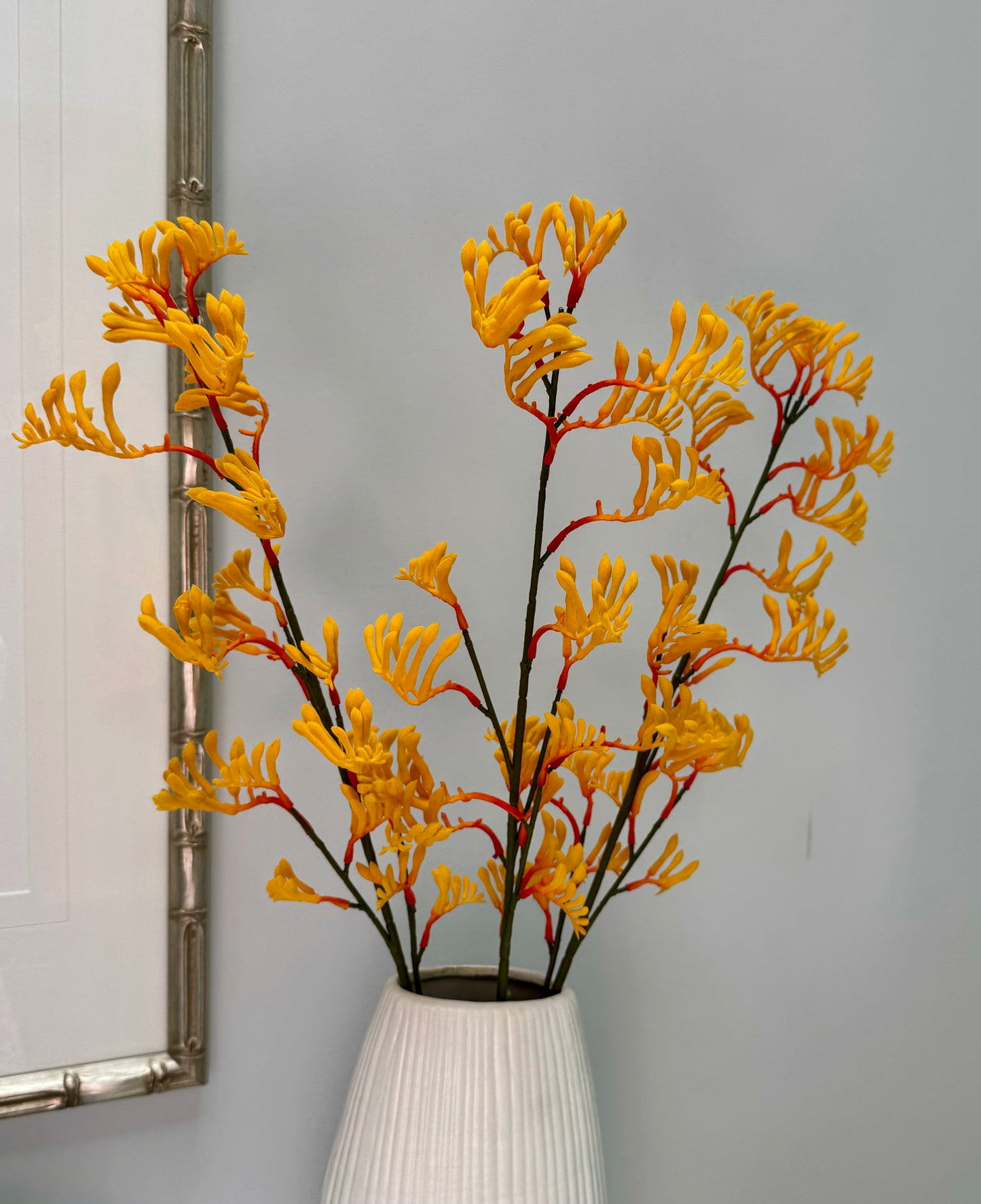 Kangeroo Paw- Yellow/Orange
