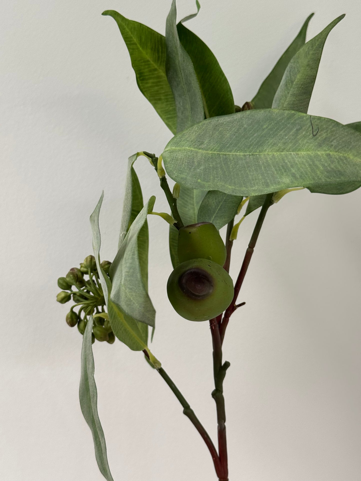 Eucalypt Pod & Seed stem
