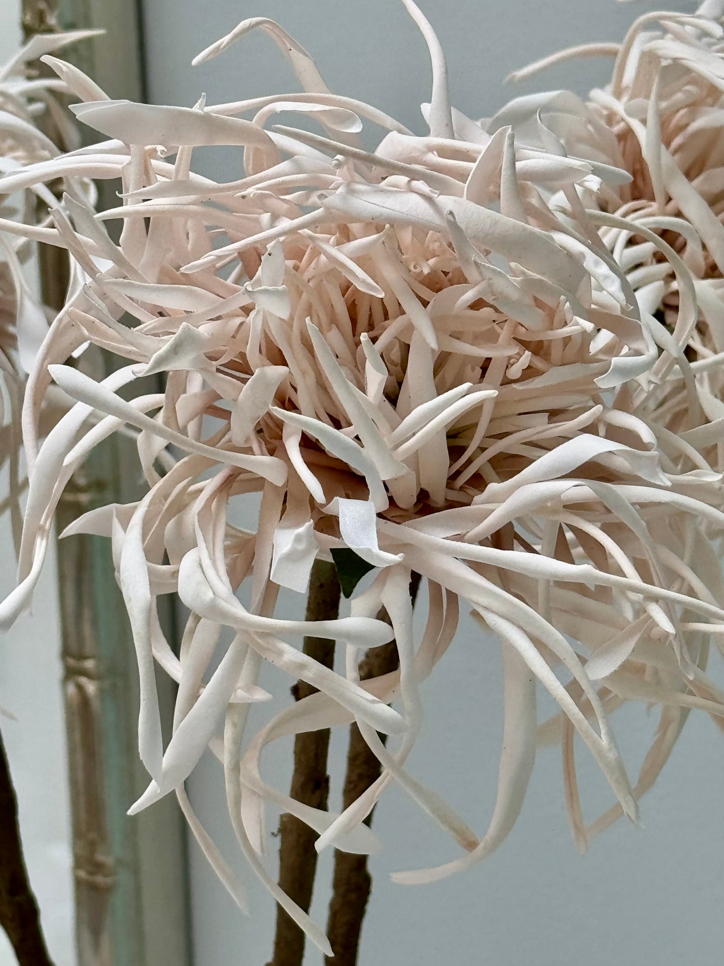 Spider Chrysanthemum-Cream