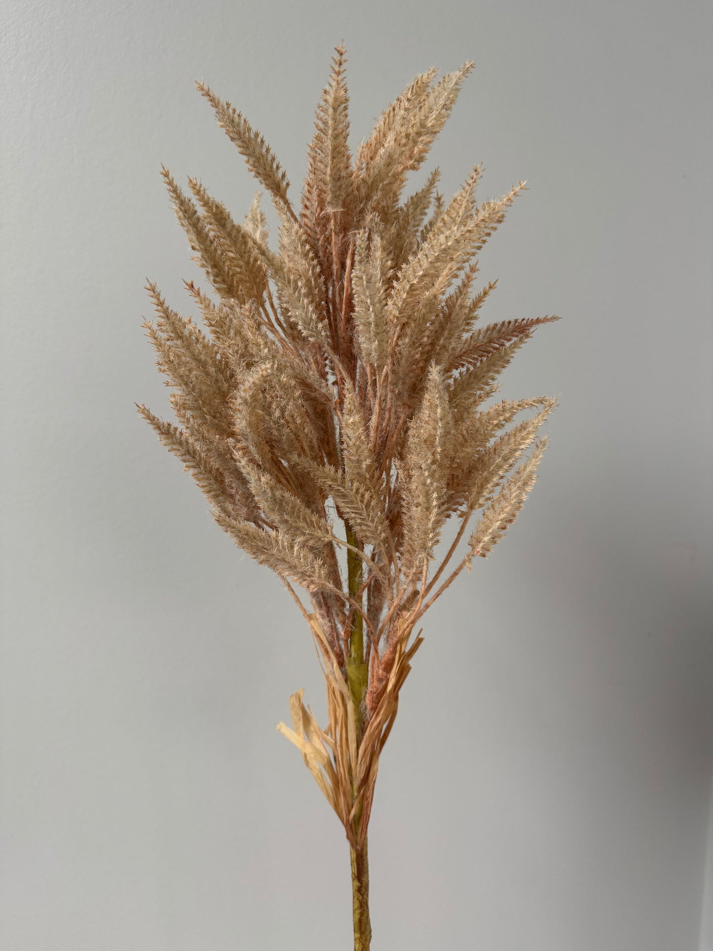 Sorghum-Cream