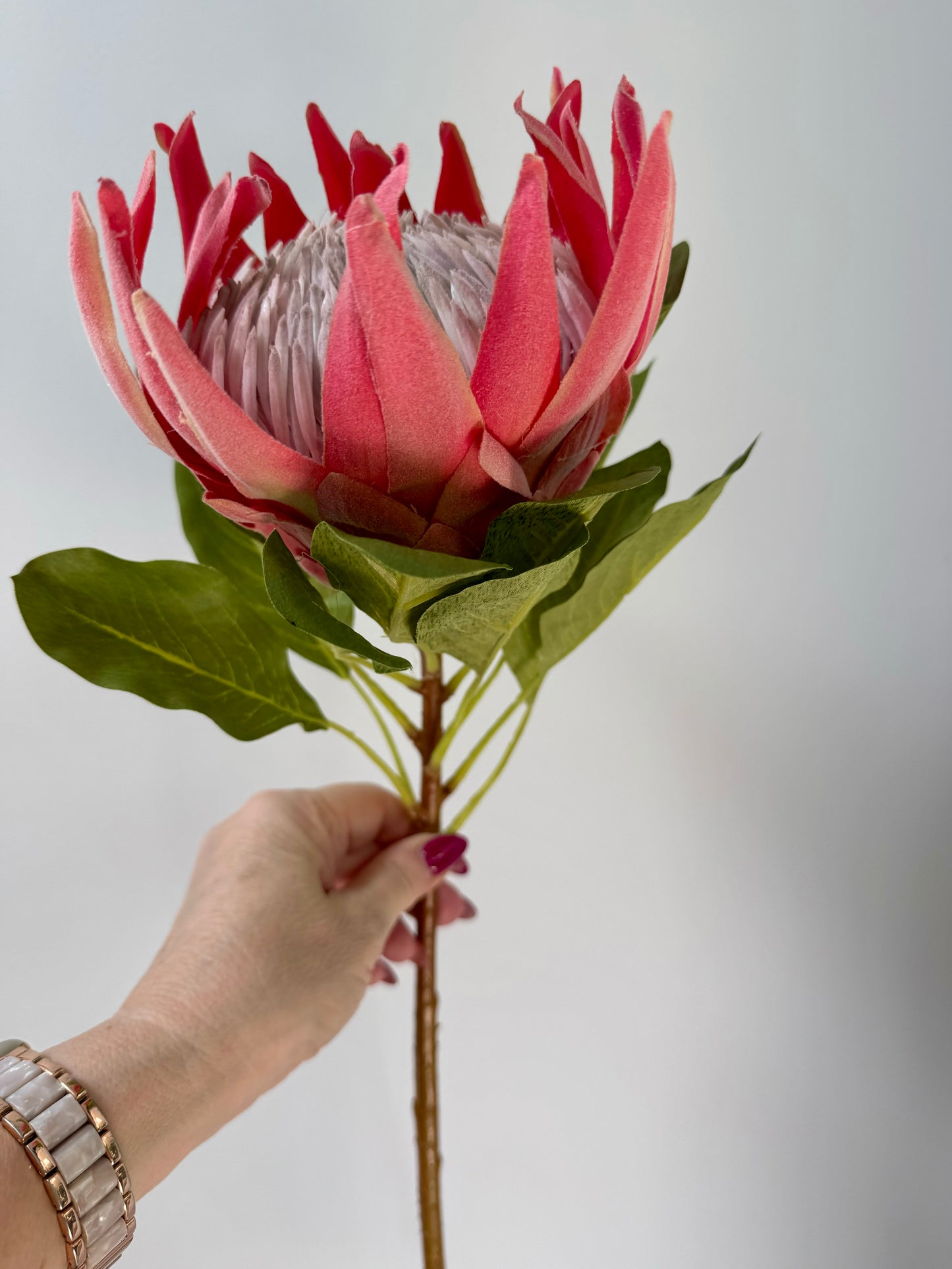 King Protea-Pink