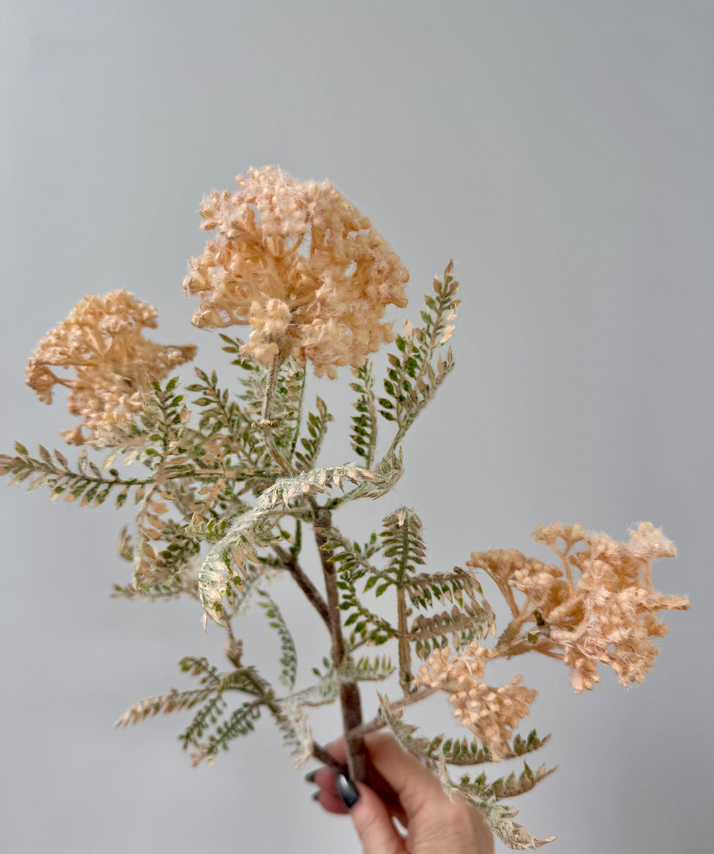 Wild Seed Spray