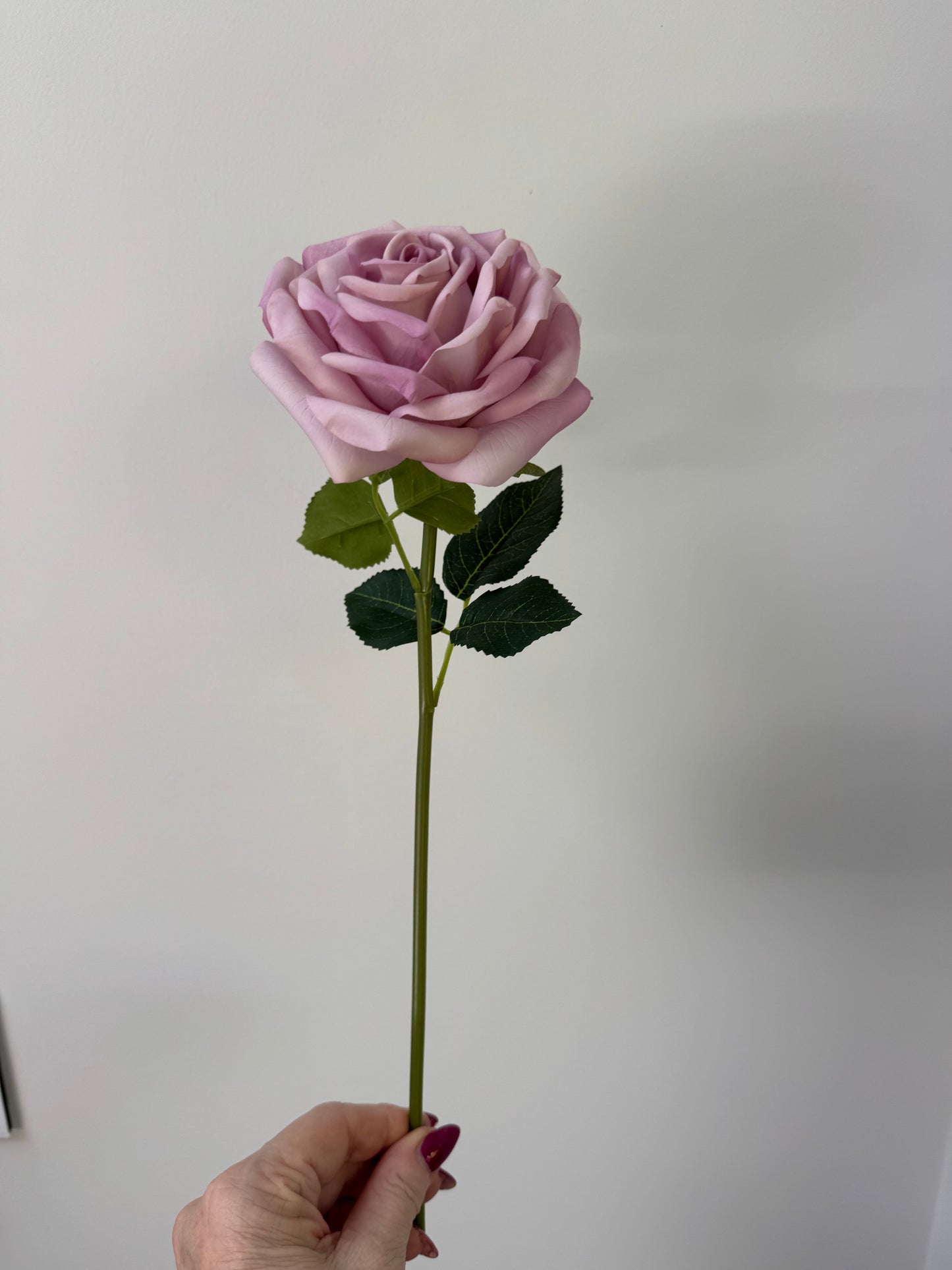 Bella Rose Bella-Lavender