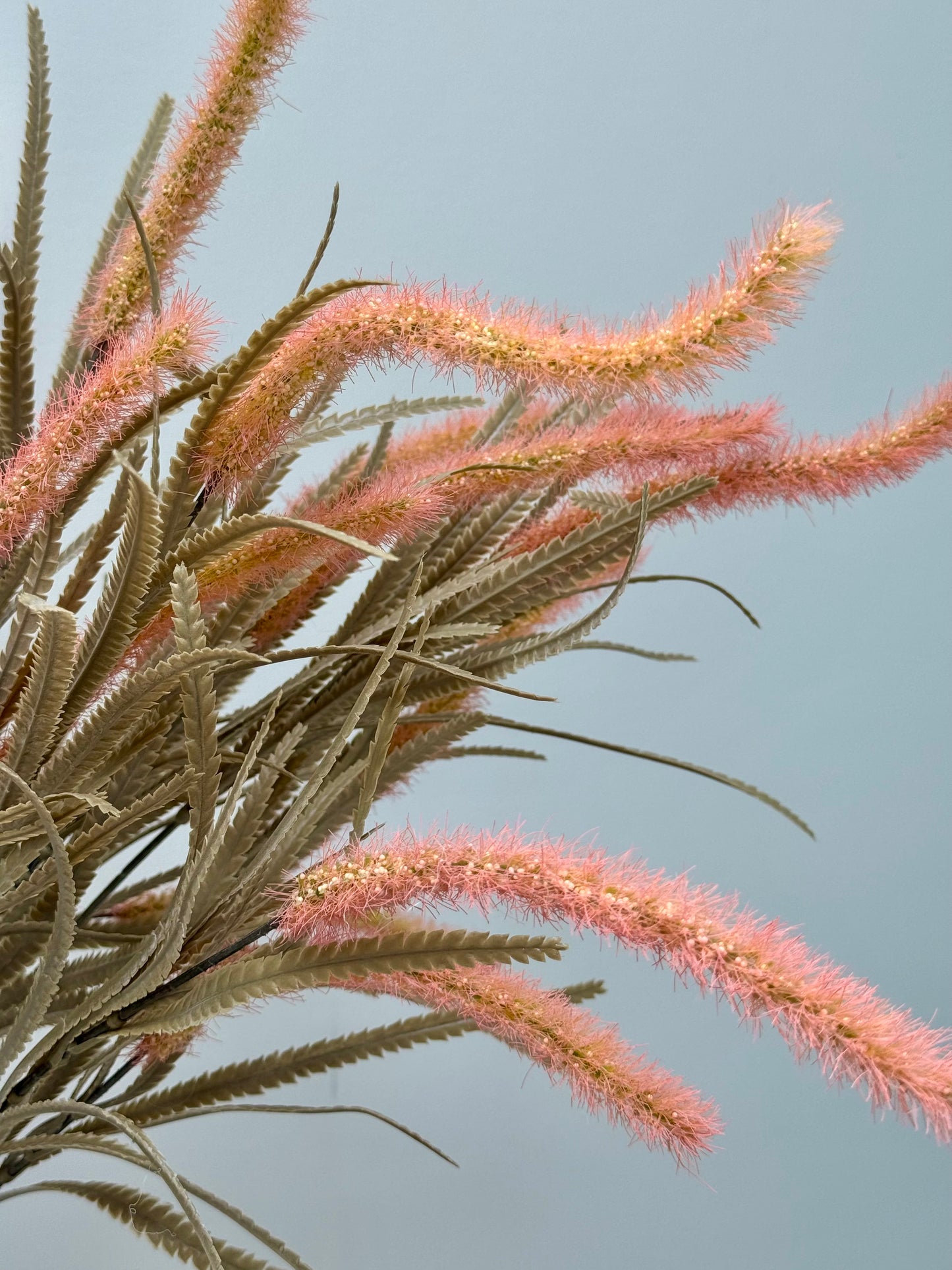 Wolf Tail Grass- Pink