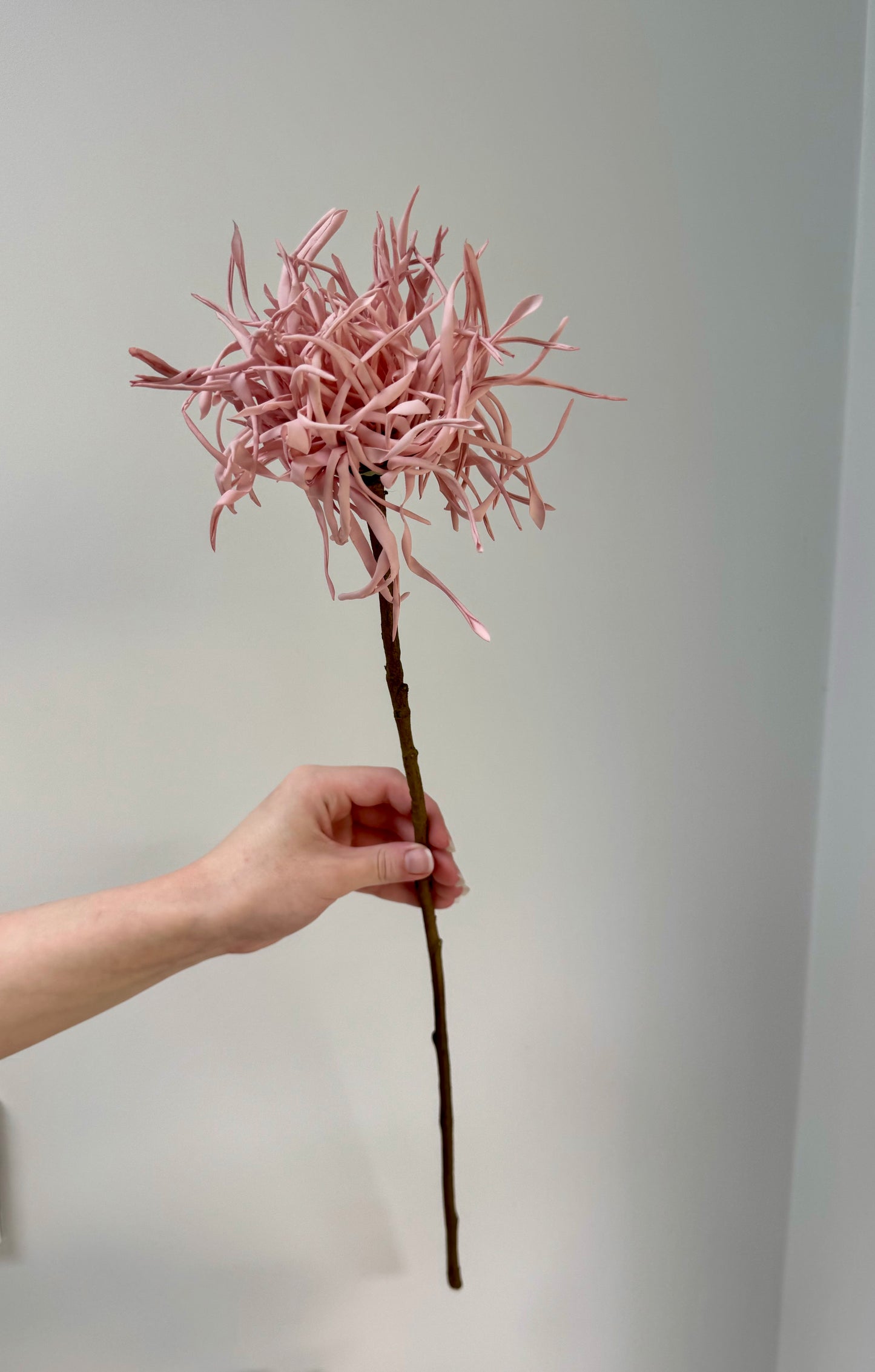 Spider Chrysanthemum-Dusty Pink