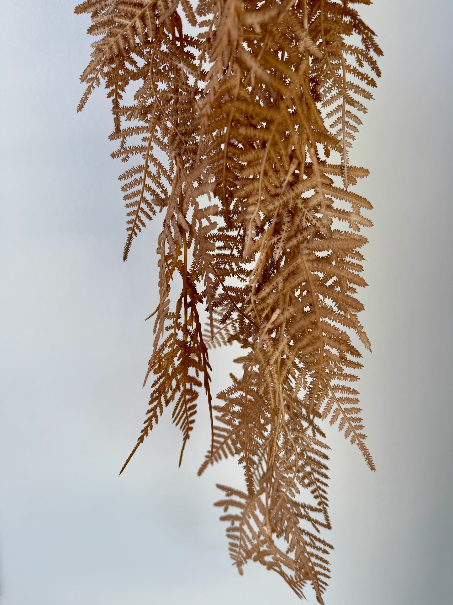 Hanging Fern- Toffee