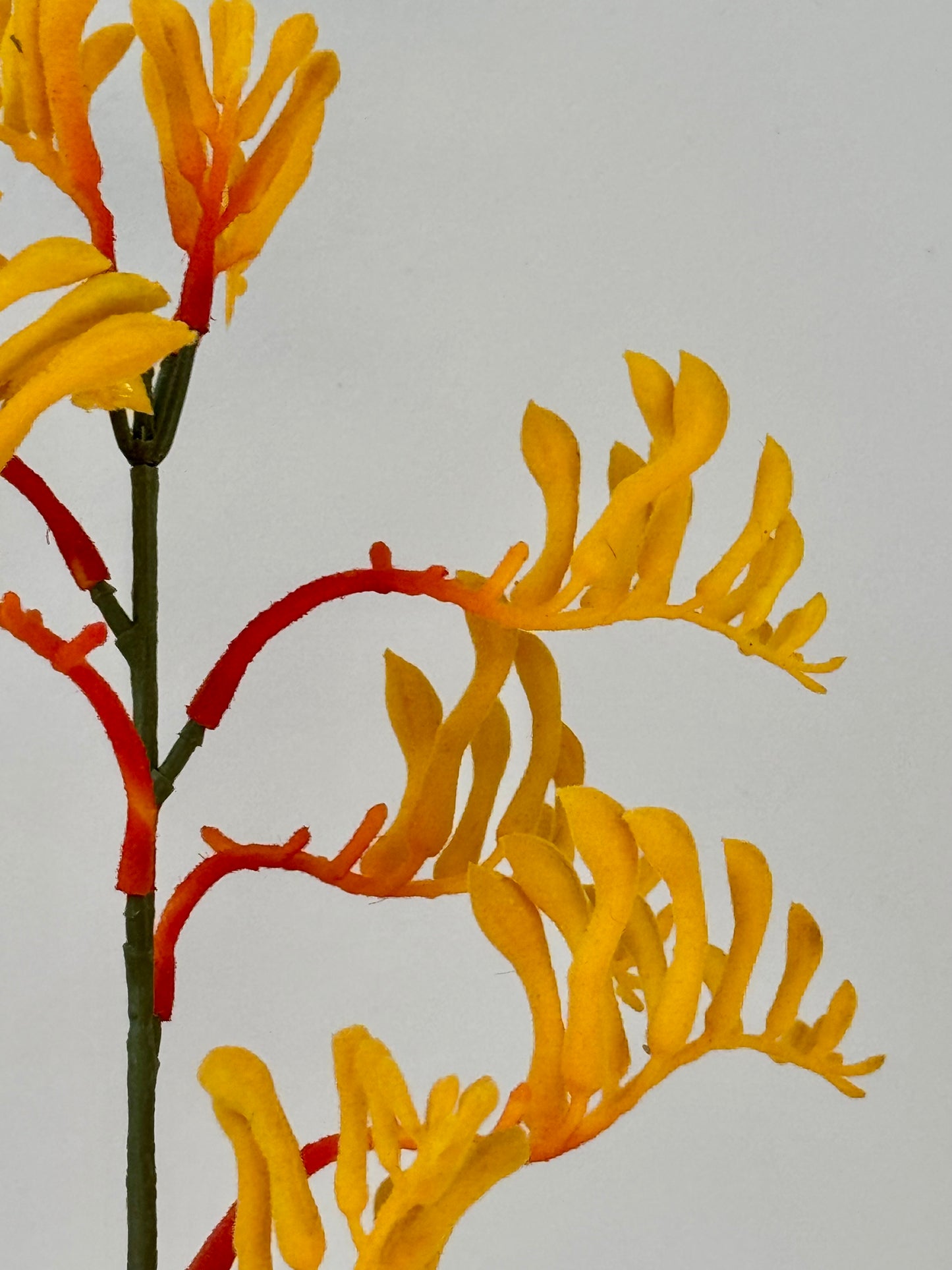 Kangeroo Paw- Yellow/Orange
