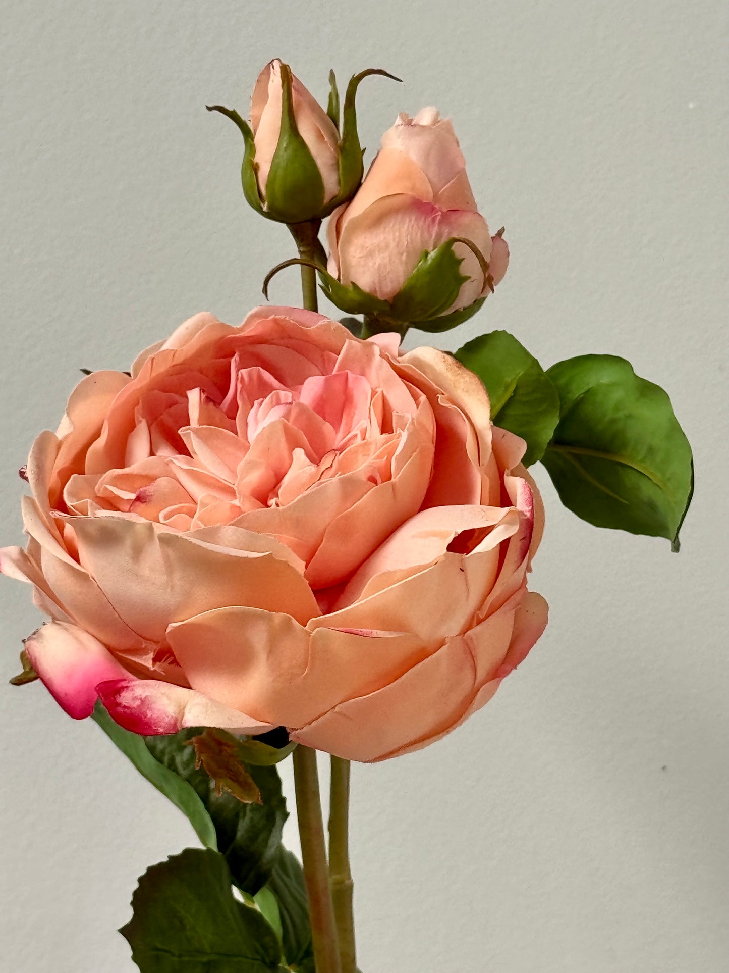 English Rose- Peach