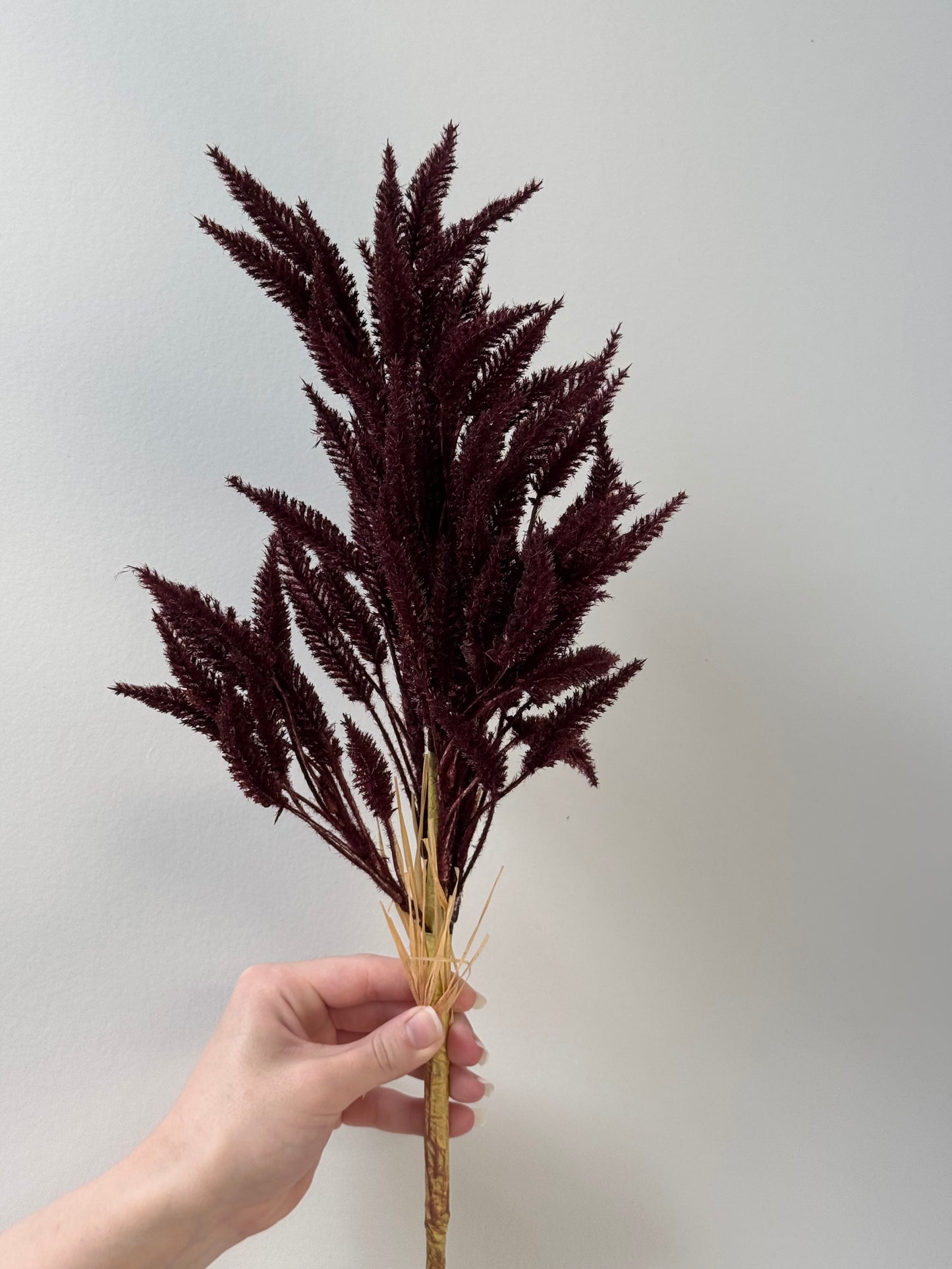 Sorghum- Burgundy