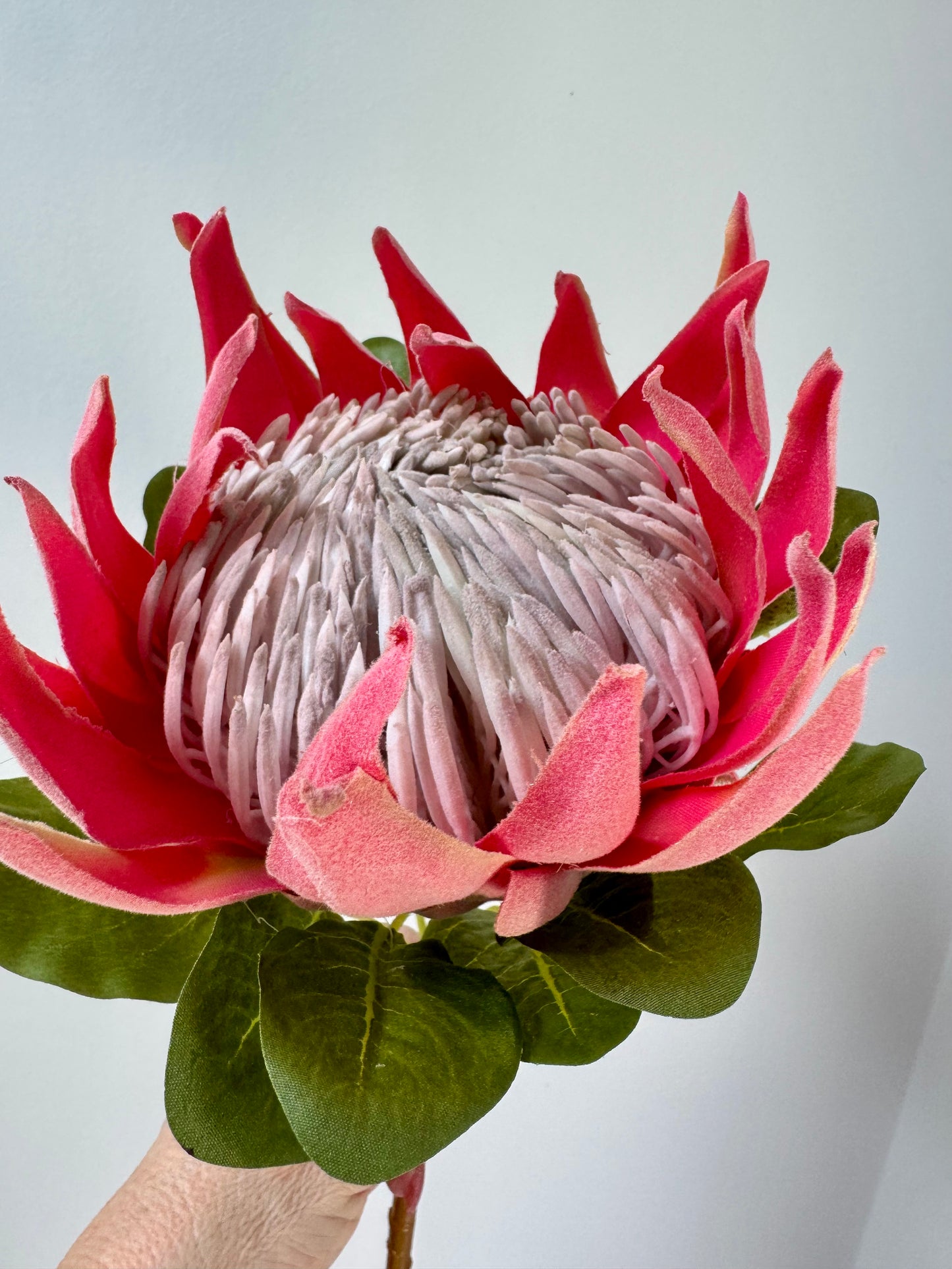 King Protea-Pink