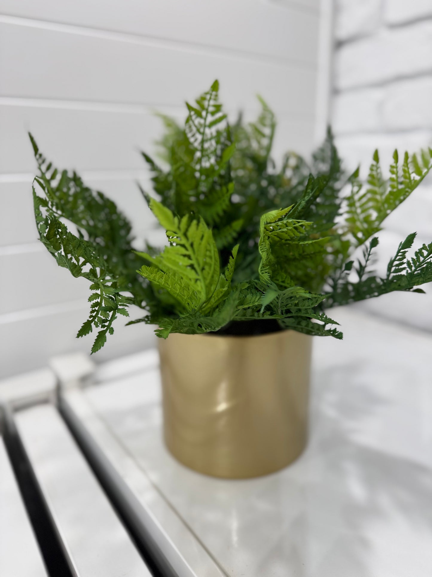 Leather fern bush