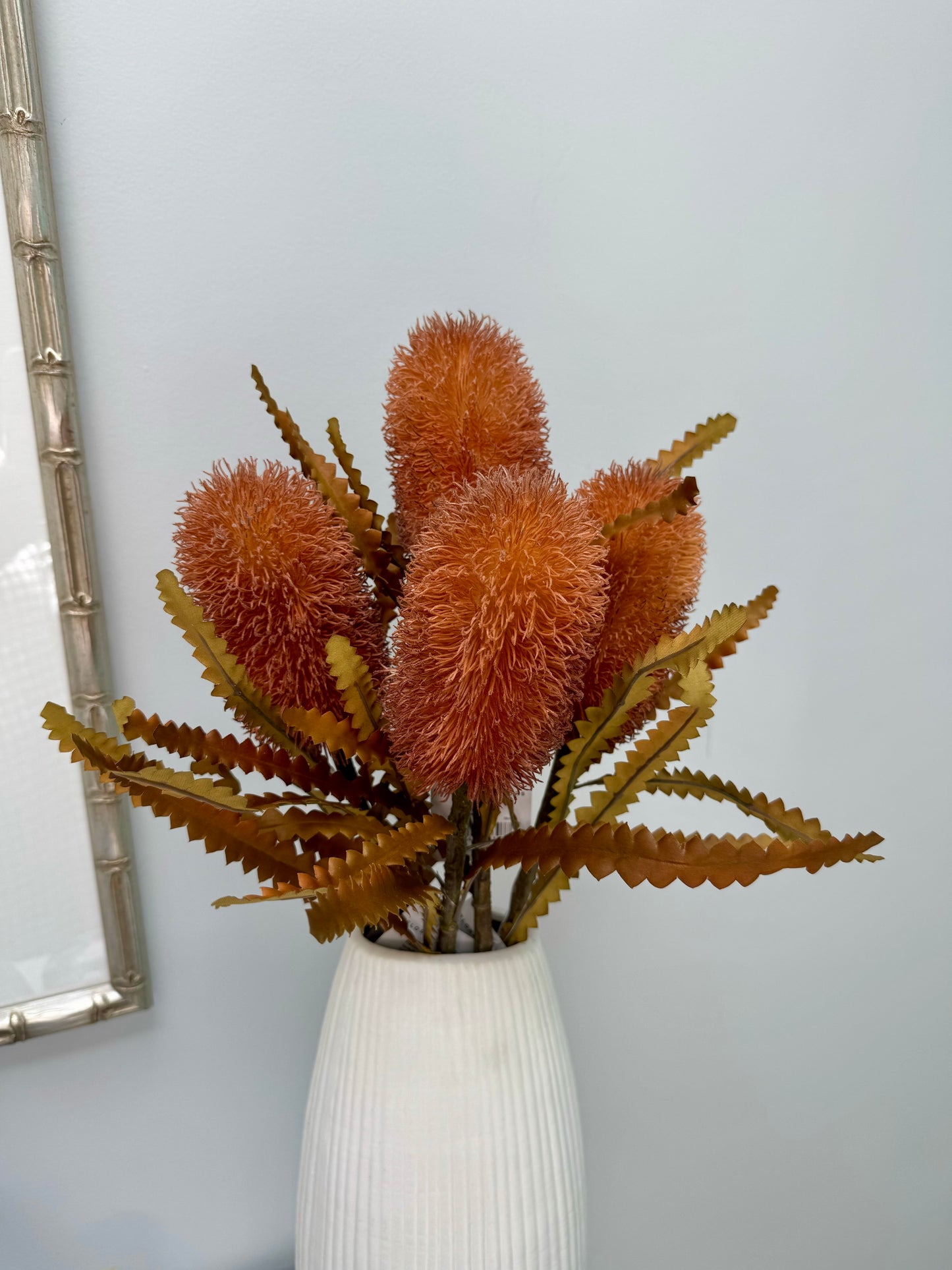 Banksia Serrata- Rust