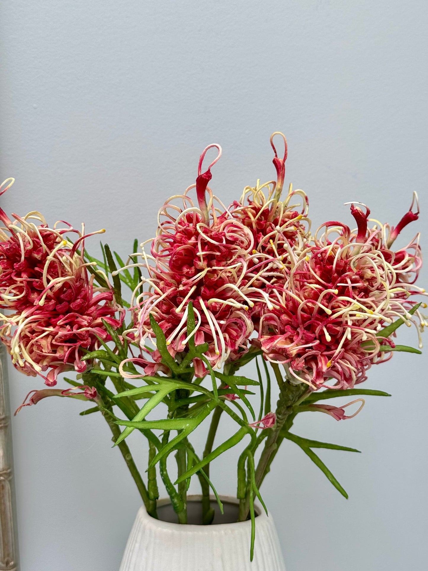 Grevillea-Burgundy/Cream