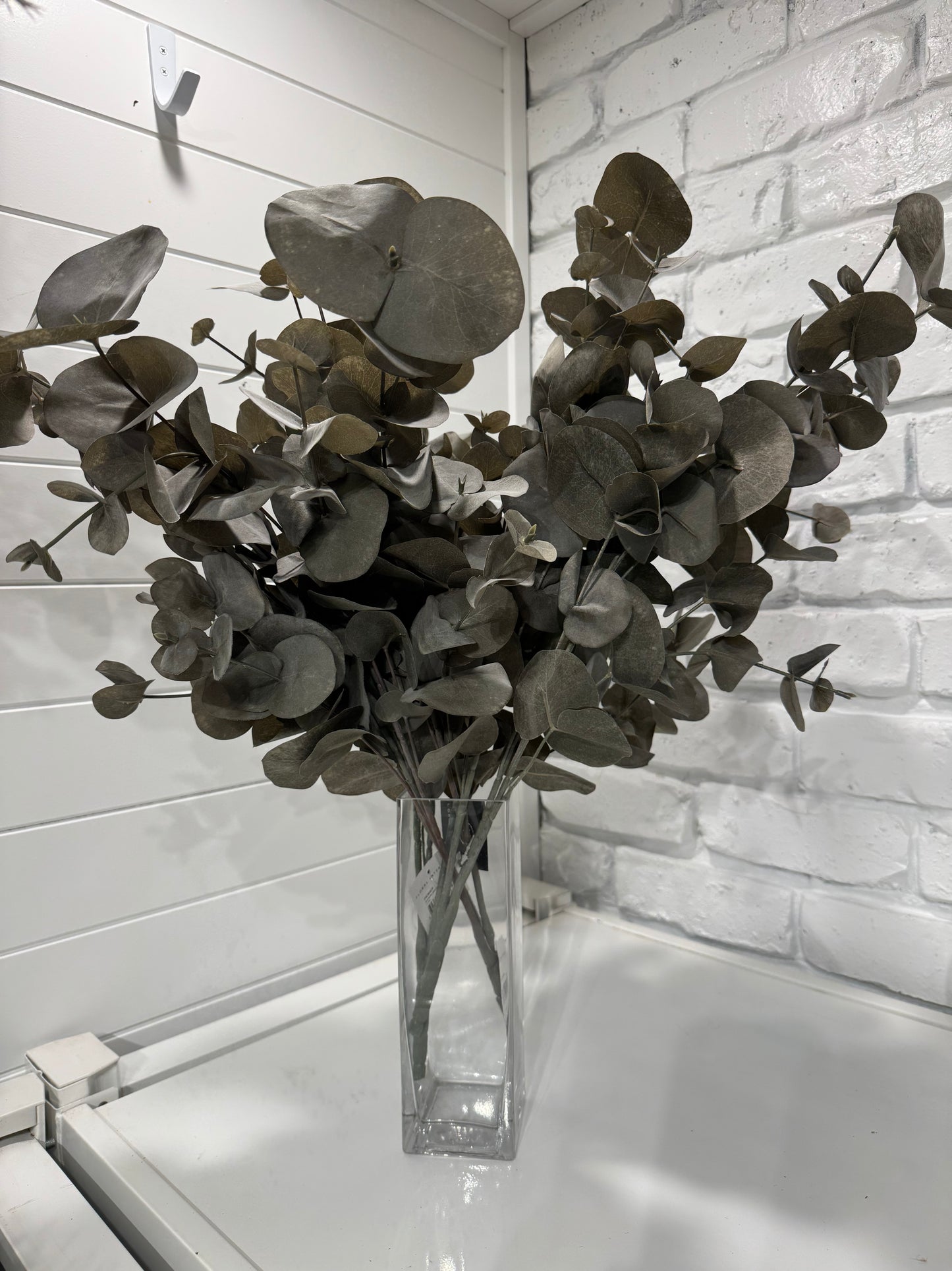 Silver Dollar bush-Coffee