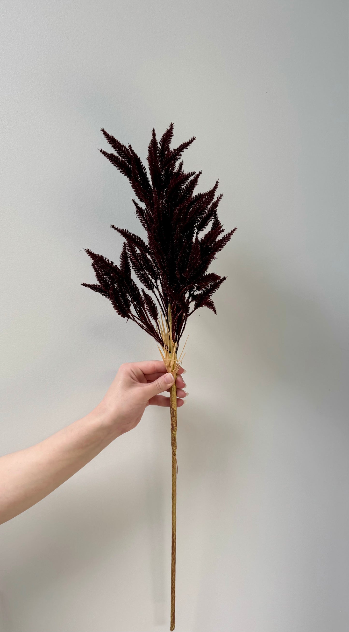 Sorghum- Burgundy