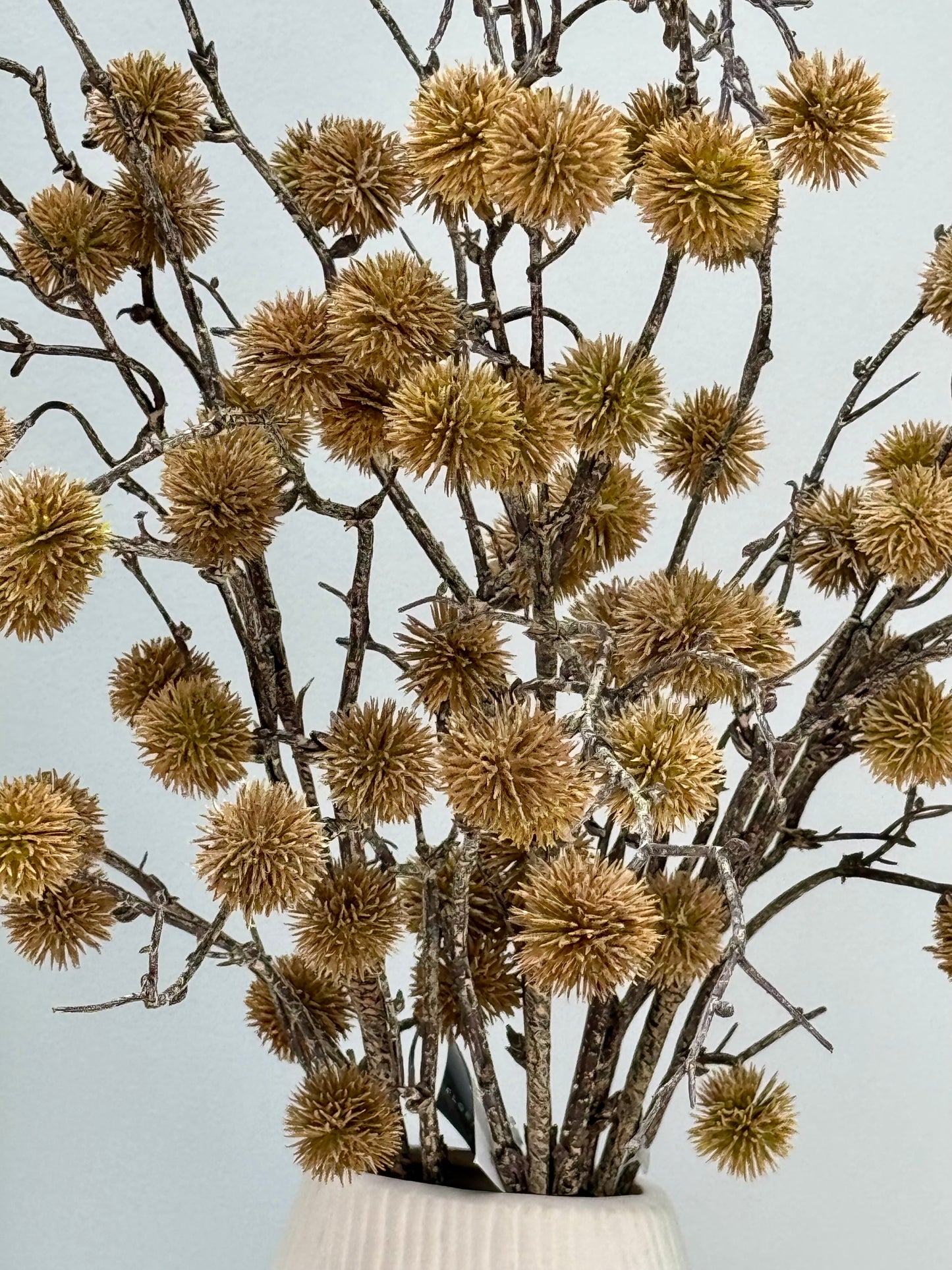 Sycamore