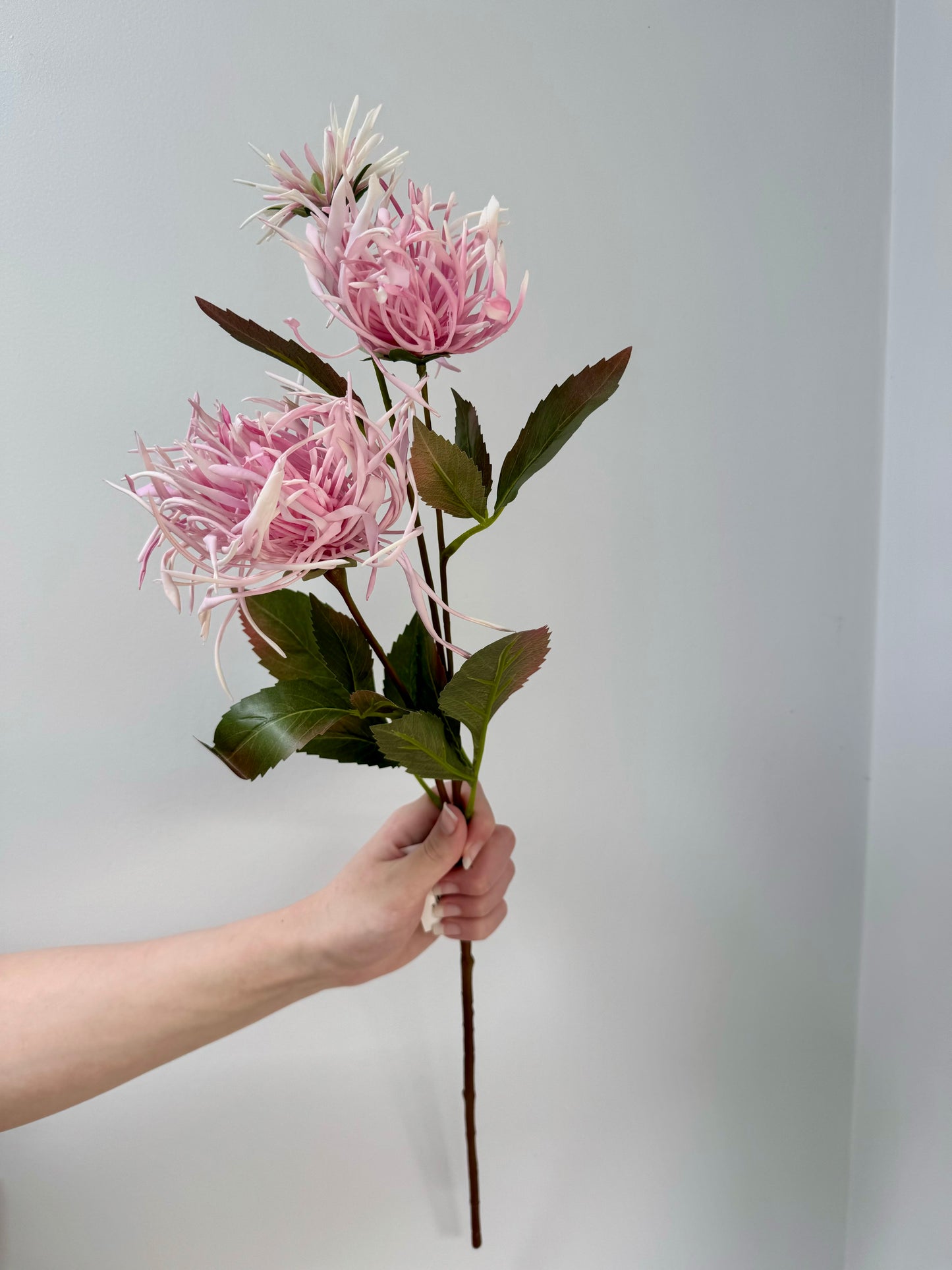 Spider Chrysanthemum Spray- Pink