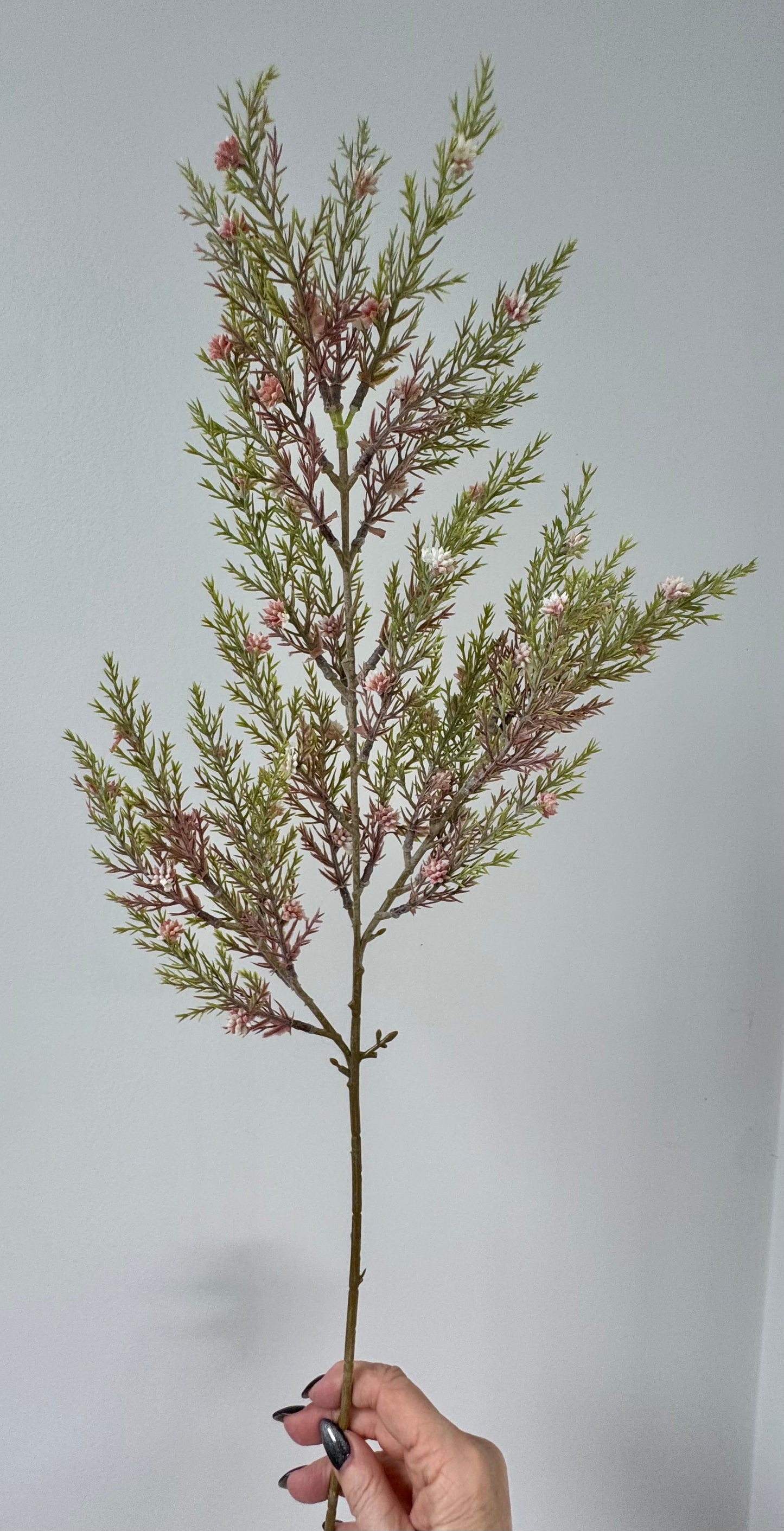 Pine seed spray
